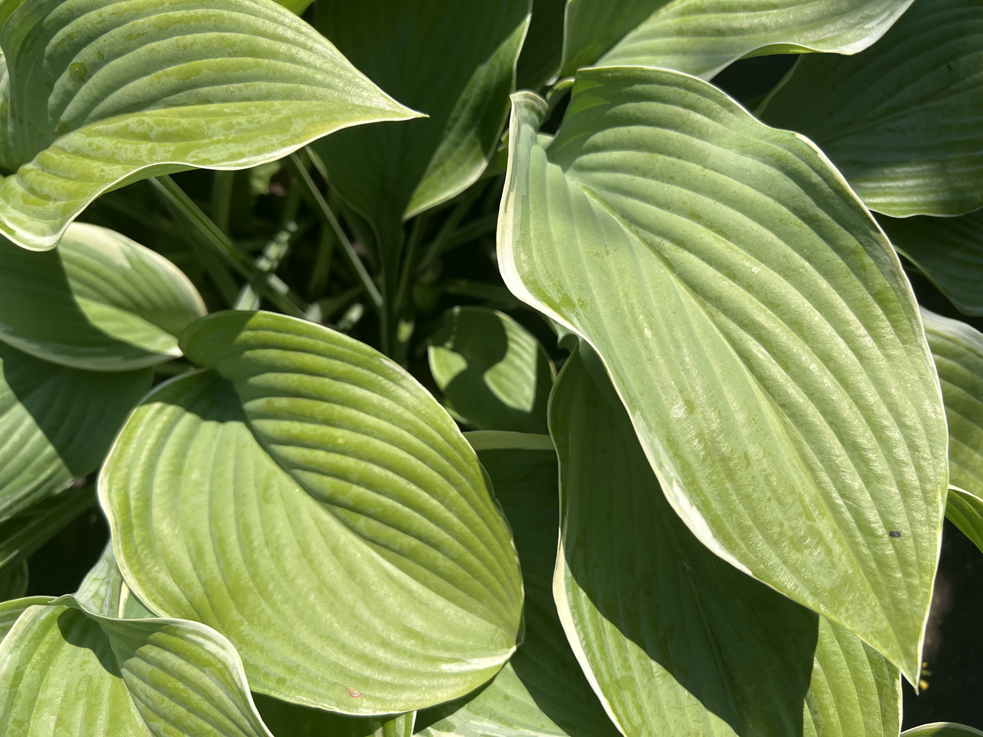 The image is a close-up, overhead shot of hosta leaves in Lopatino, Russia. The leaves are large, ovate, and a vibrant green with creamy white edges. They exhibit prominent parallel venation and are slightly cupped, with some appearing wet, possibly from dew or recent rain. Sunlight casts dappled shadows across the foliage, highlighting the textures and contours of the leaves. The background is a dark, indistinct mass of more hosta leaves and possibly other garden plants. No people or specific actions are depicted.