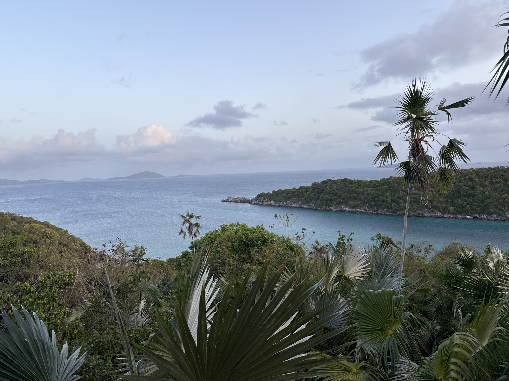 The image depicts a panoramic view of a tropical coastline at dusk, overlooking the sea from an elevated position. The foreground is dominated by lush, green foliage, primarily palm fronds, some of which are silvery-gray and fan-shaped, while others are long and feathery. Beyond the foliage, a bay of turquoise water stretches towards the horizon. In the distance, several islands and peninsulas are visible, covered in dense green vegetation. The sky is a soft, pale blue with scattered, wispy clouds, suggesting the end of the day. The overall impression is one of natural beauty and tranquility. The scene is consistent with the landscape found around Cruz Bay, St. John, in the U.S. Virgin Islands, known for its hilly terrain and coastal vistas. There are no people or man-made structures prominently featured in the image.