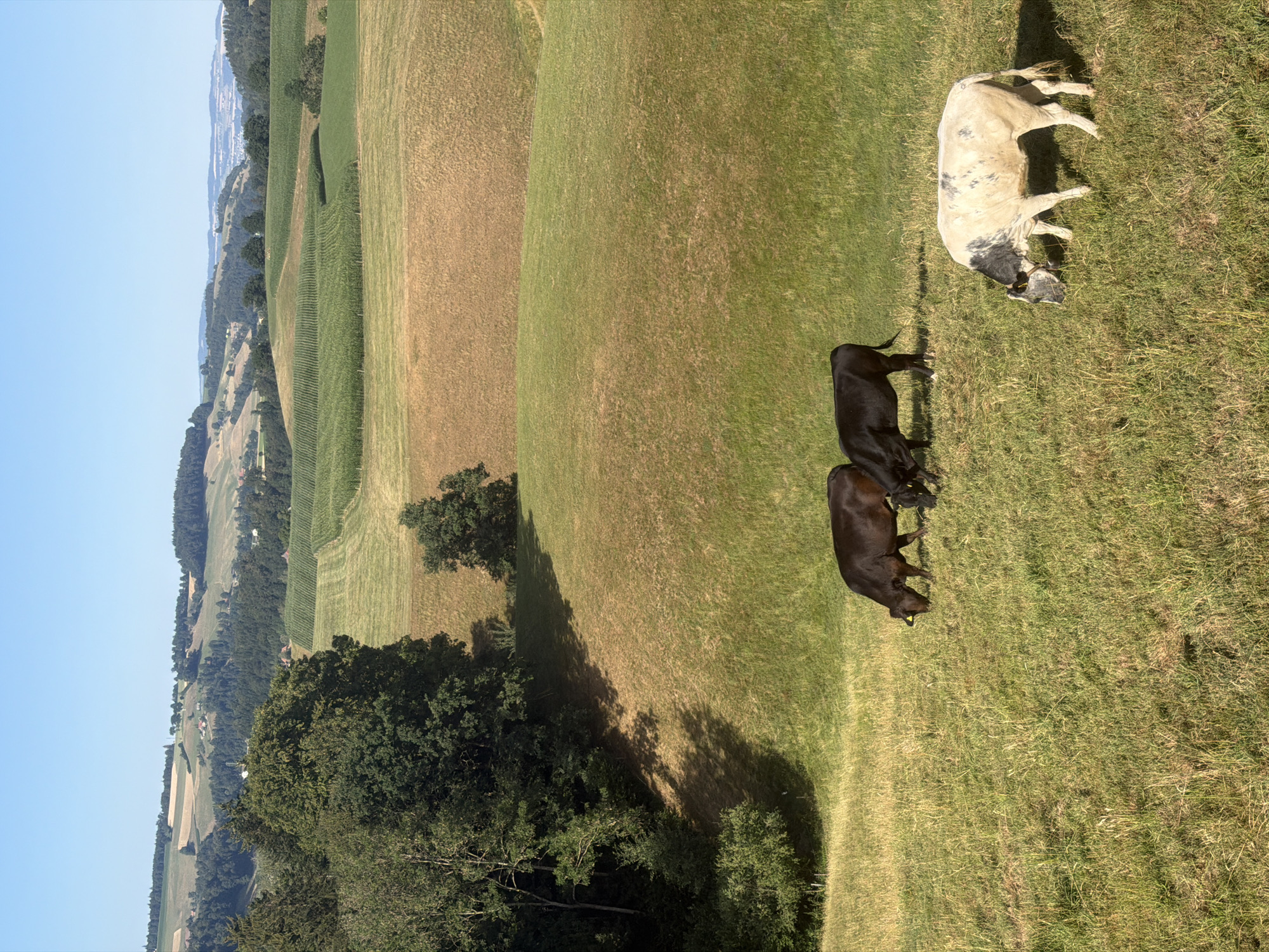 An exterior, eye-level, full shot captures a pastoral landscape under a clear blue sky in Ufhusen, Switzerland. Rolling green hills dominate the foreground, dotted with patches of dry, golden grass. Three cows graze in the field; two dark-colored cows are positioned in the middle ground, and a lighter-colored cow with black markings grazes closer to the viewer in the foreground. In the background, a dense forest lines a hillside, with rows of corn crops visible on further distant slopes. The horizon is marked by more rolling hills and a hazy, distant town. The sunlight casts shadows across the grassy terrain, indicating a bright, sunny day.