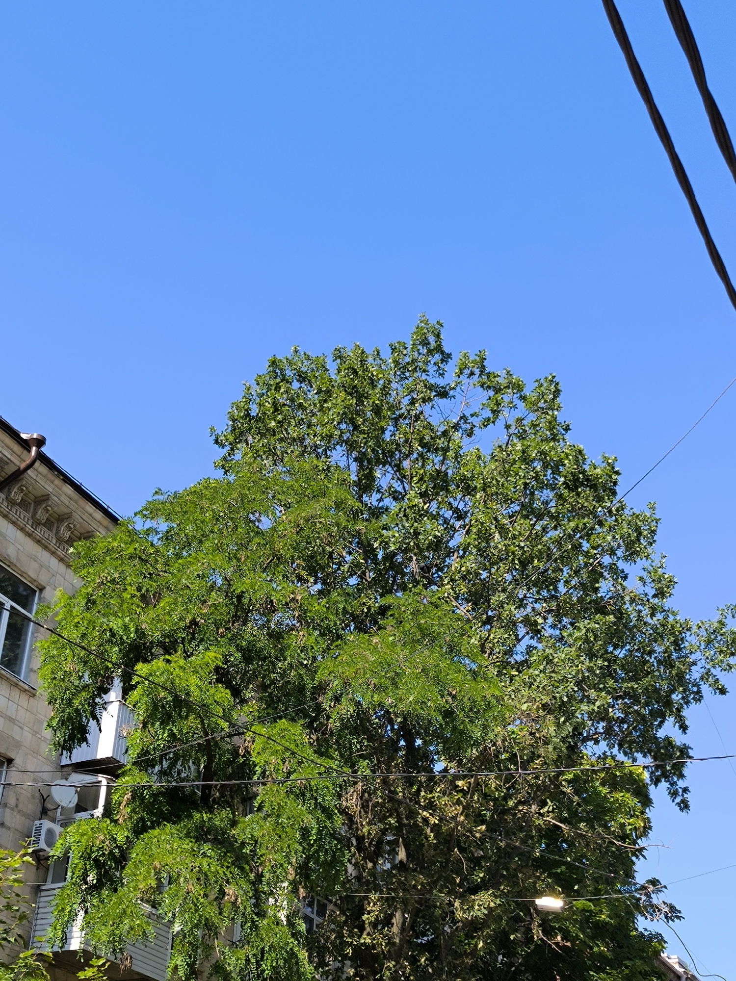 The media file shows a sunny day in Rostov-on-Don, Russia. The scene is dominated by a large, leafy green tree with two distinct types of foliage, suggesting it may be two trees growing close together or a tree with varied growth. The tree is positioned in front of a building, which appears to be an older structure with ornate architectural details on its upper facade and balconies with air conditioning units. Power lines are visible crisscrossing the sky above the tree. The sky is a clear, vibrant blue, indicating fair weather and likely daytime. There is no discernible activity or event taking place, just a snapshot of an urban scene. No text is visible in the image.
