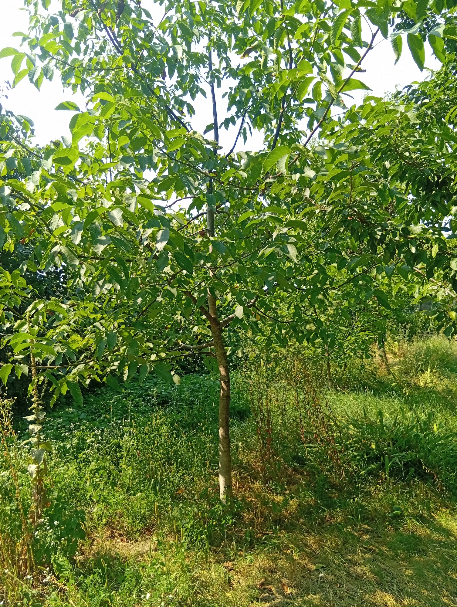 The image depicts a young tree with green leaves, likely a walnut tree, standing in an outdoor area characterized by lush green vegetation. The ground is covered with grass and various plants, with some taller stalks and weeds interspersed. The sunlight filters through the leaves, casting shadows and highlighting the vibrant green colors of the foliage and the surroundings. The background shows more trees and greenery, suggesting a natural or park-like setting. The scene is peaceful and natural. There are no people or animals visible in the image. The image does not provide any specific information or landmarks that would indicate its location within the city of Zviahel, Ukraine.
