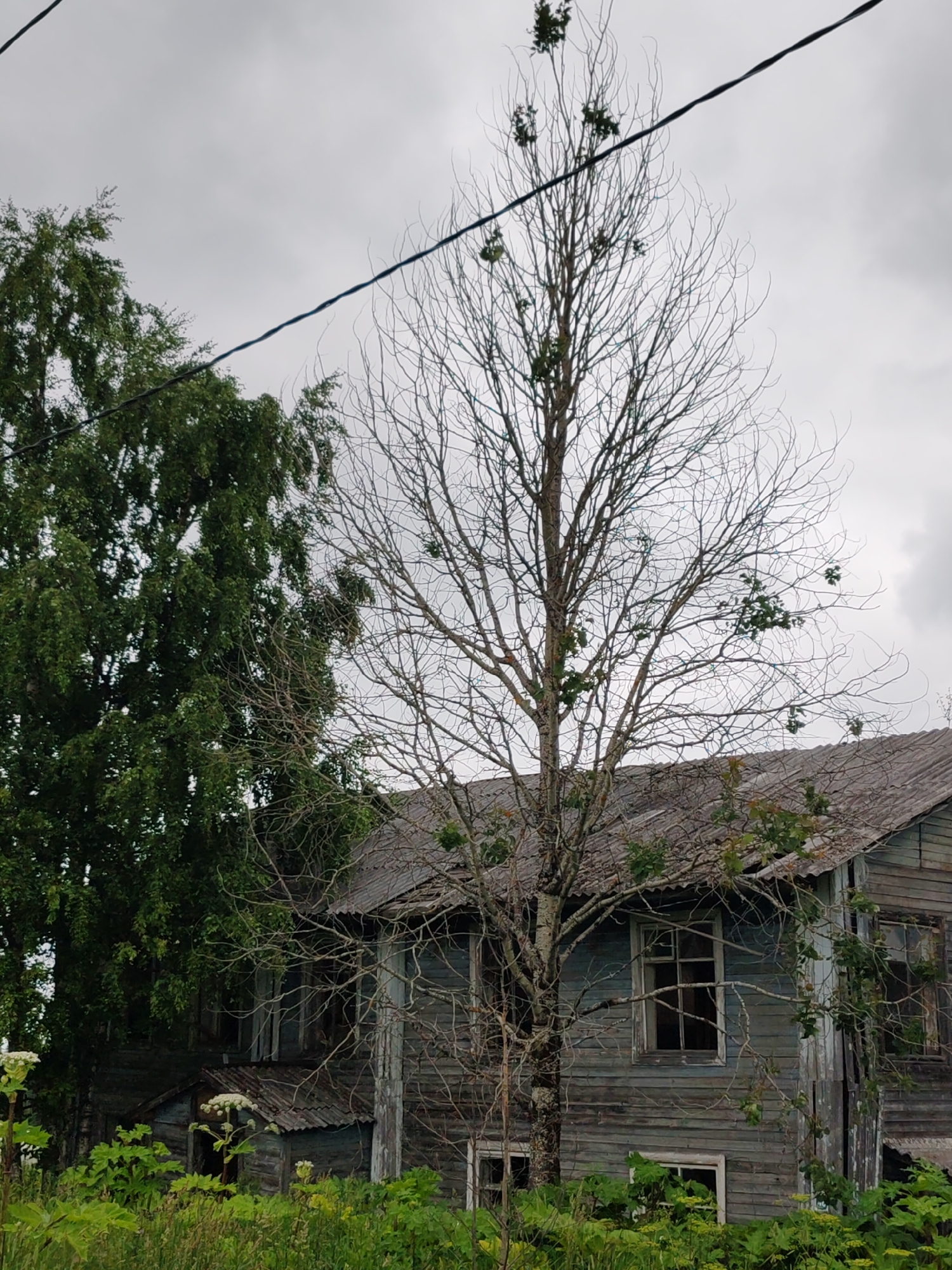 The image depicts a view of an old, dilapidated wooden house in the city of Chukhlem, Russia. The house is weathered, with peeling paint and a damaged roof. In front of the house, a tall, bare tree stands prominently, its branches devoid of leaves except for a few small clusters. To the left of this bare tree is a large, lush green tree. The foreground is filled with overgrown green vegetation and tall plants with white flower clusters. The sky is overcast and grey, suggesting a cloudy day. There are power lines visible in the upper part of the image. No people are visible in the scene.