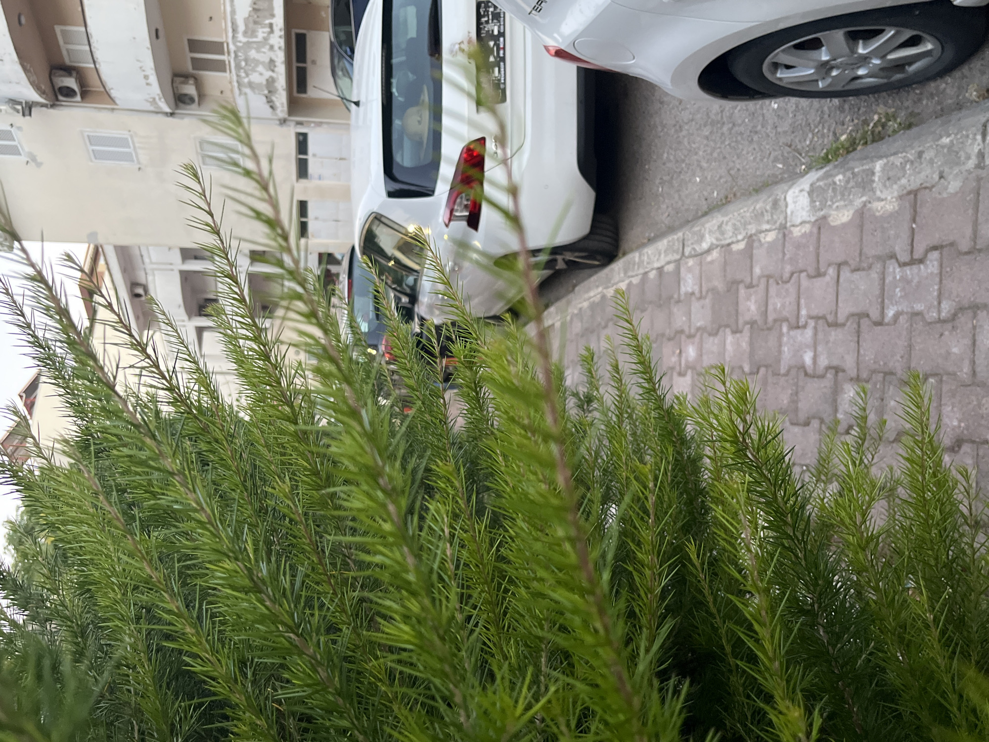 The image captures a street scene in Budva, Montenegro, with a focus on the foreground foliage of a green, needle-leafed shrub. Beyond the shrub, a sidewalk paved with interlocking bricks is visible, bordered by a concrete curb. Parked along the street are several cars. A white Peugeot hatchback is prominently featured, with its rear visible. A light-colored hat rests on the rear parcel shelf of the Peugeot, visible through the rear window. Adjacent to the Peugeot, a portion of another white car is visible on the right side of the frame, showing a wheel and part of its body. In the background, residential buildings with light-colored facades, balconies, and windows are present. The overall impression is that of an urban street, possibly a residential area, during daylight.