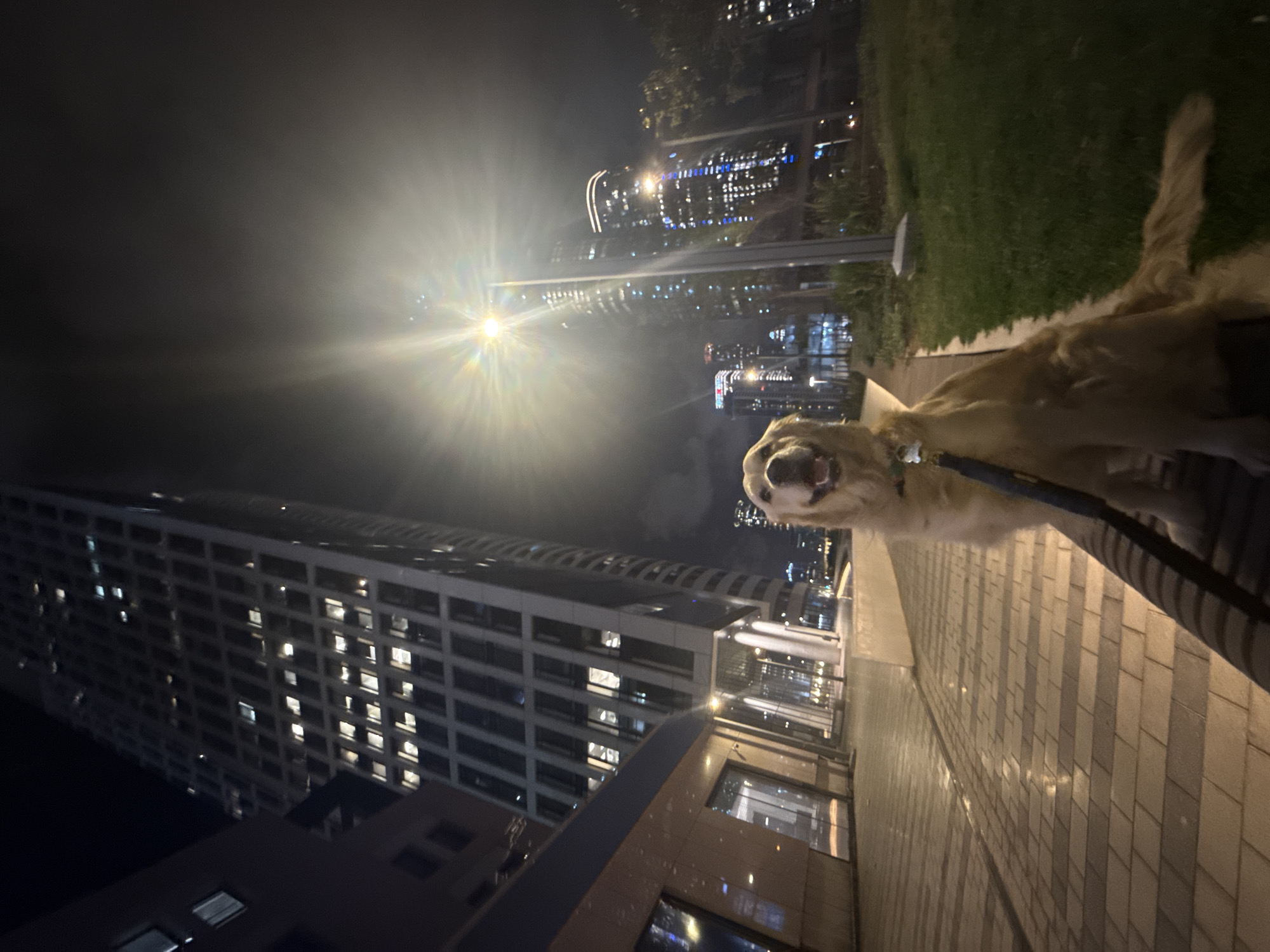 This night-time image, rotated 90 degrees counter-clockwise, depicts a golden retriever dog on a leash in an urban setting in Tel-Aviv, Israel. The dog, positioned vertically on the right side of the frame, is light-colored with its mouth open, appearing to look upward or towards an unseen person. It wears a dark-colored leash attached to a collar.
The background features multiple tall, modern buildings with numerous illuminated windows, showcasing a bustling city environment after dark. A very bright street light or lamp post is prominently situated in the upper left-center, emitting a powerful lens flare that creates a large, hazy glow and bright streaks across the dark sky. This light source strongly illuminates the immediate surroundings.
To the dog's right and behind it, a patch of green grass is visible, separated from a tiled walkway by a low border. The dog stands on this paved walkway, which consists of light-toned rectangular tiles. The artificial lighting from the buildings and the street lamp is the primary illumination for the scene, contrasting with the deep dark sky. No discernible text is visible anywhere in the image.