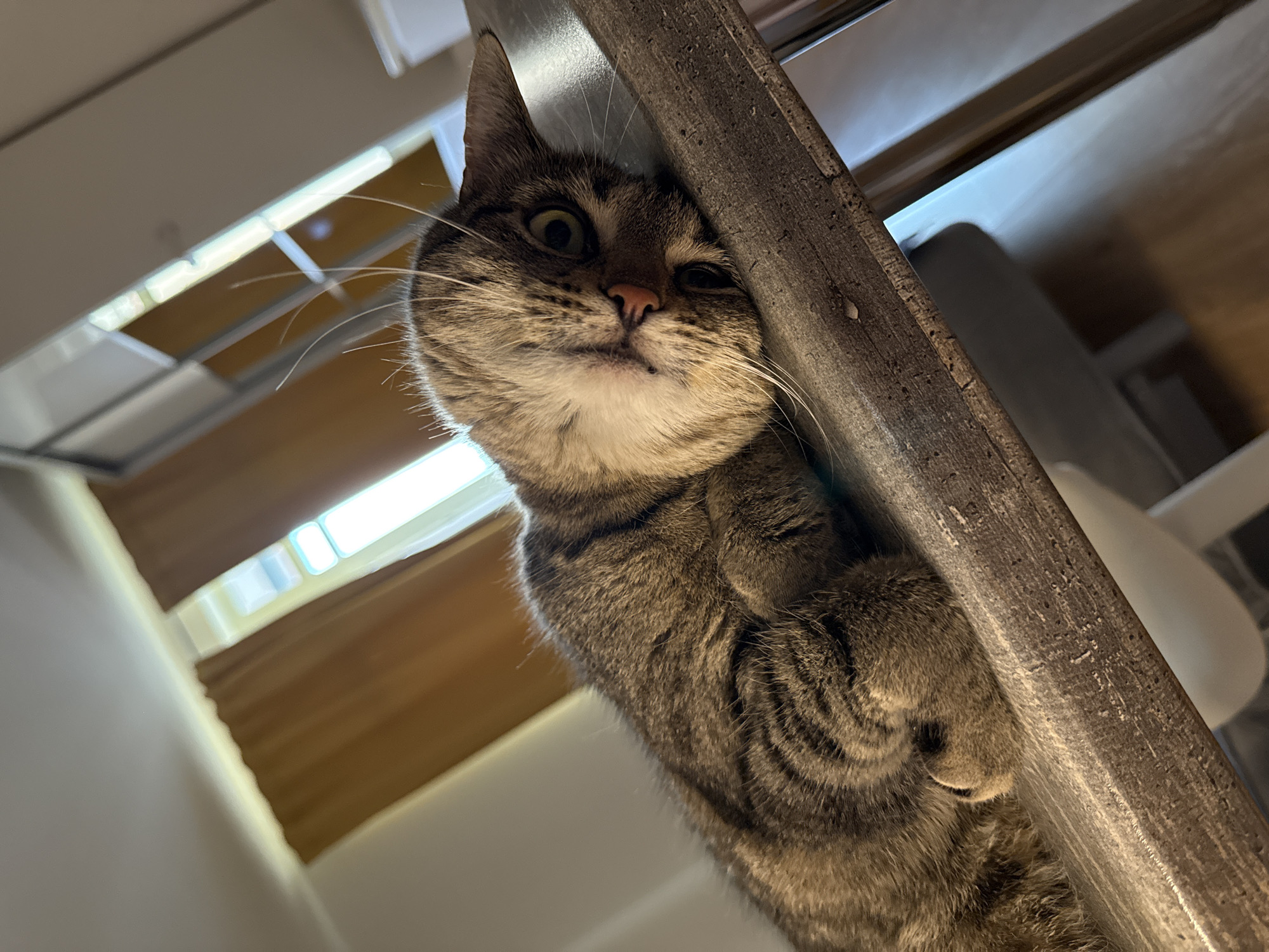 A tabby cat is lying on its side on a grey, textured surface, possibly a countertop or shelf, with its head resting on its paw. The cat's eyes are open and looking towards the camera. Its fur is a mix of brown, black, and grey stripes. In the background, there are brown curtains and windows with bright light streaming through. The overall impression is that the cat is in a relaxed or playful pose indoors. There is no indication of the specific location within Saint Petersburg, Russia.