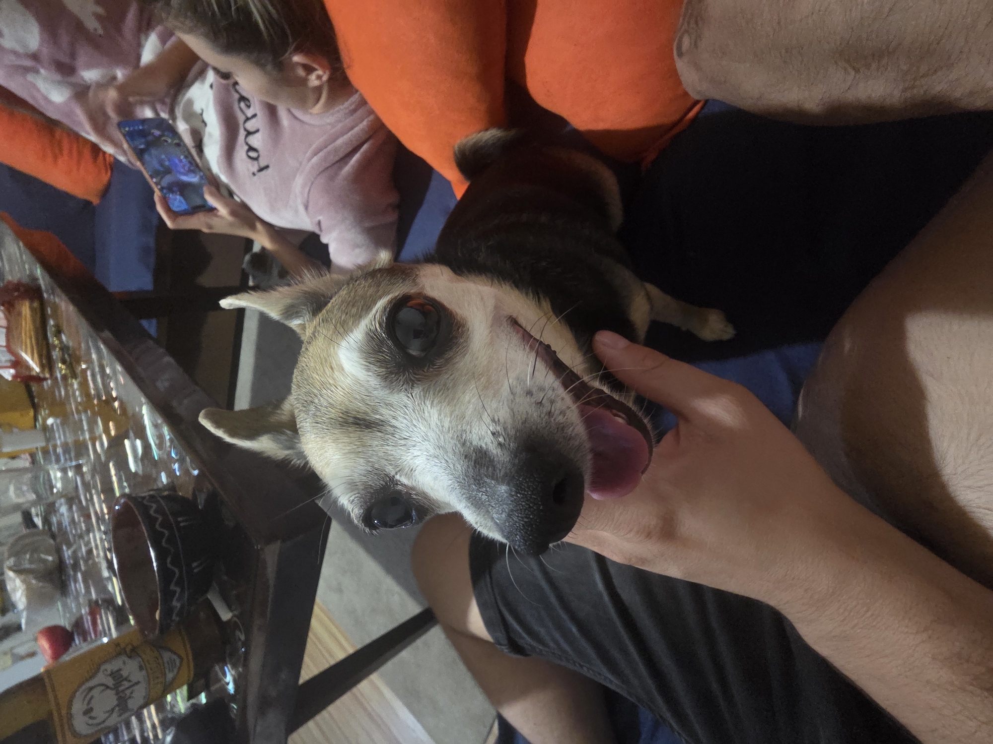 A close-up shot captures a small dog with light brown and white fur, large round eyes, and pointed ears, sitting on a person's lap. The dog is panting, with its tongue visible. A person's hand is gently stroking the dog's head. In the background, another person is lying down, holding a smartphone and playing a game. Orange and blue pillows are visible, as well as a table with a bottle, a bowl, and other objects. The scene appears to be indoors, possibly a living room, during an evening. The location is not discernible from the image alone, and there is no information available to confirm it is in Targovishte, Bulgaria.