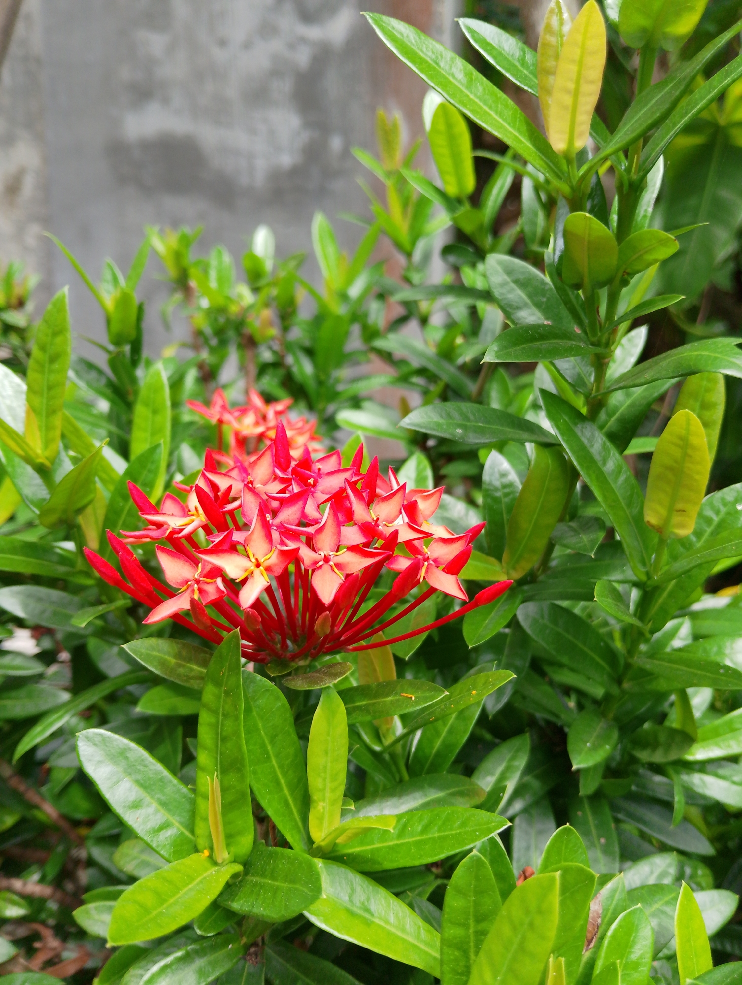 A close-up, vertical, eye-level outdoor shot features a cluster of bright red Ixora flowers in the center foreground, with green leaves and new shoots filling the rest of the frame. A grey, textured wall is visible in the upper left background. The scene is likely in a garden or outdoor area in Mesjidbluek, Indonesia, given the presence of lush tropical foliage.