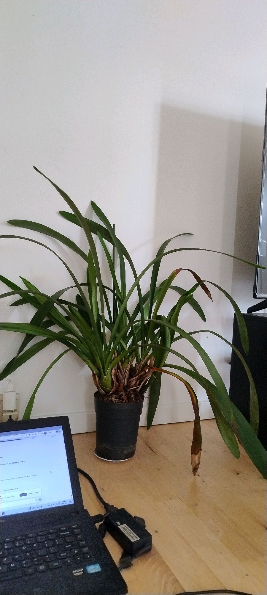 The image depicts an indoor scene, likely a domestic environment, featuring a potted plant situated on a light-colored wooden floor against a white wall. A laptop is placed in the foreground, connected to a small black electronic device. The plant, an orchid, has long, green leaves, some of which are beginning to brown at the tips, suggesting potential neglect or environmental stress. The overall lighting appears to be natural, coming from an unseen source. There are no people visible in the frame. The context of Ishøj, Denmark, is not discernible from the visual information provided in the image itself.
