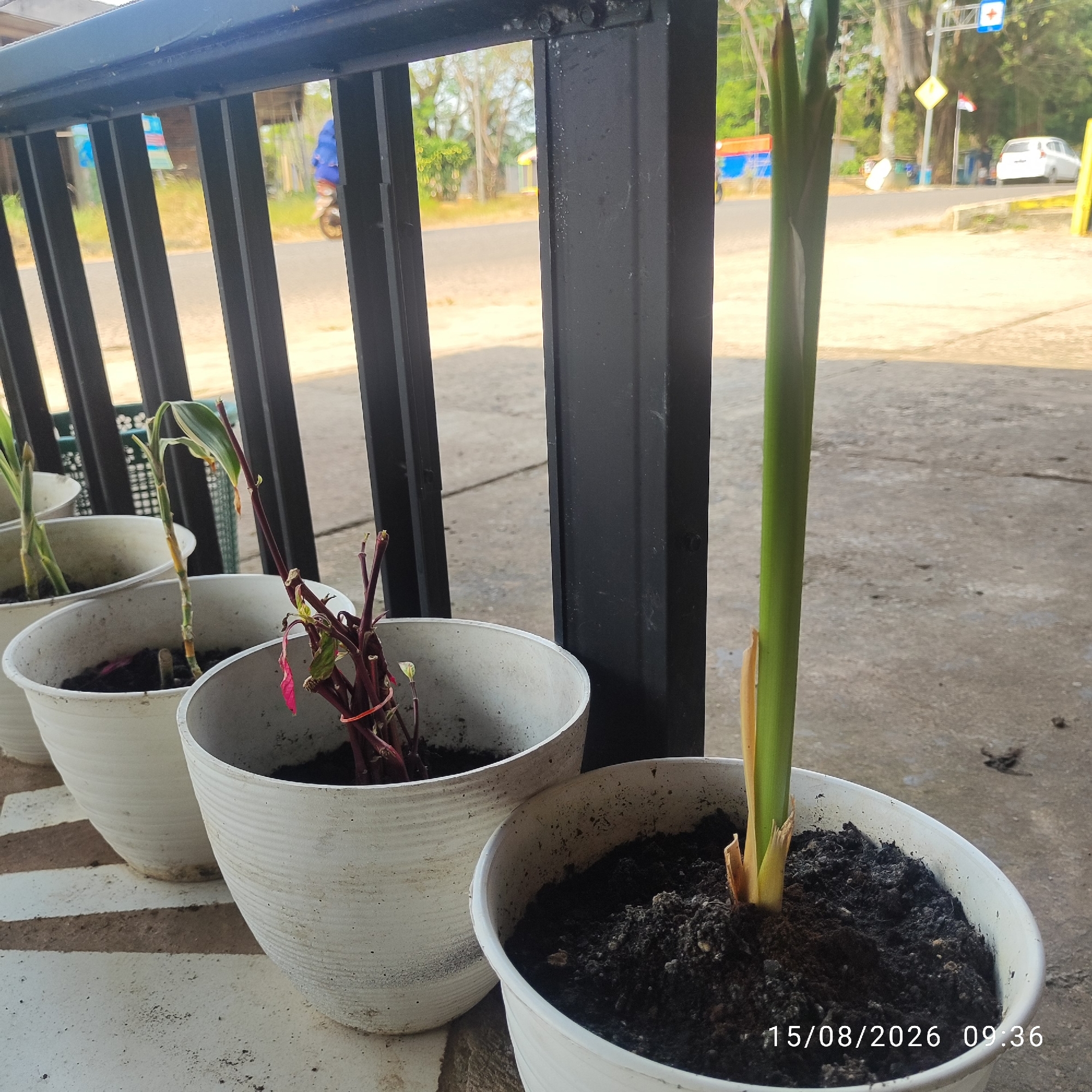 The image captures an outdoor scene featuring several potted plants arranged along a walkway with a black metal railing. In the foreground, three white planters are visible. The leftmost planter contains a green plant with thin leaves. The middle planter holds a plant with a slender green stalk and some yellowing leaves, partially tied with a red rubber band. The rightmost planter showcases a vibrant green stalk that is tall and upright, emerging from dark soil. A timestamp overlaid on the bottom right corner reads "15/08/2026 09:36".
Behind the railing, a street is visible with light traffic. A person on a motorcycle, wearing a blue jacket, is seen traveling away from the camera. Further down the street, a white car is parked, and various buildings and trees line the road. The scene appears to be in Buding, Indonesia, based on the context provided. The ground in front of the planters is a textured concrete surface with a striped pattern of white and brown. The overall lighting suggests it is daytime.