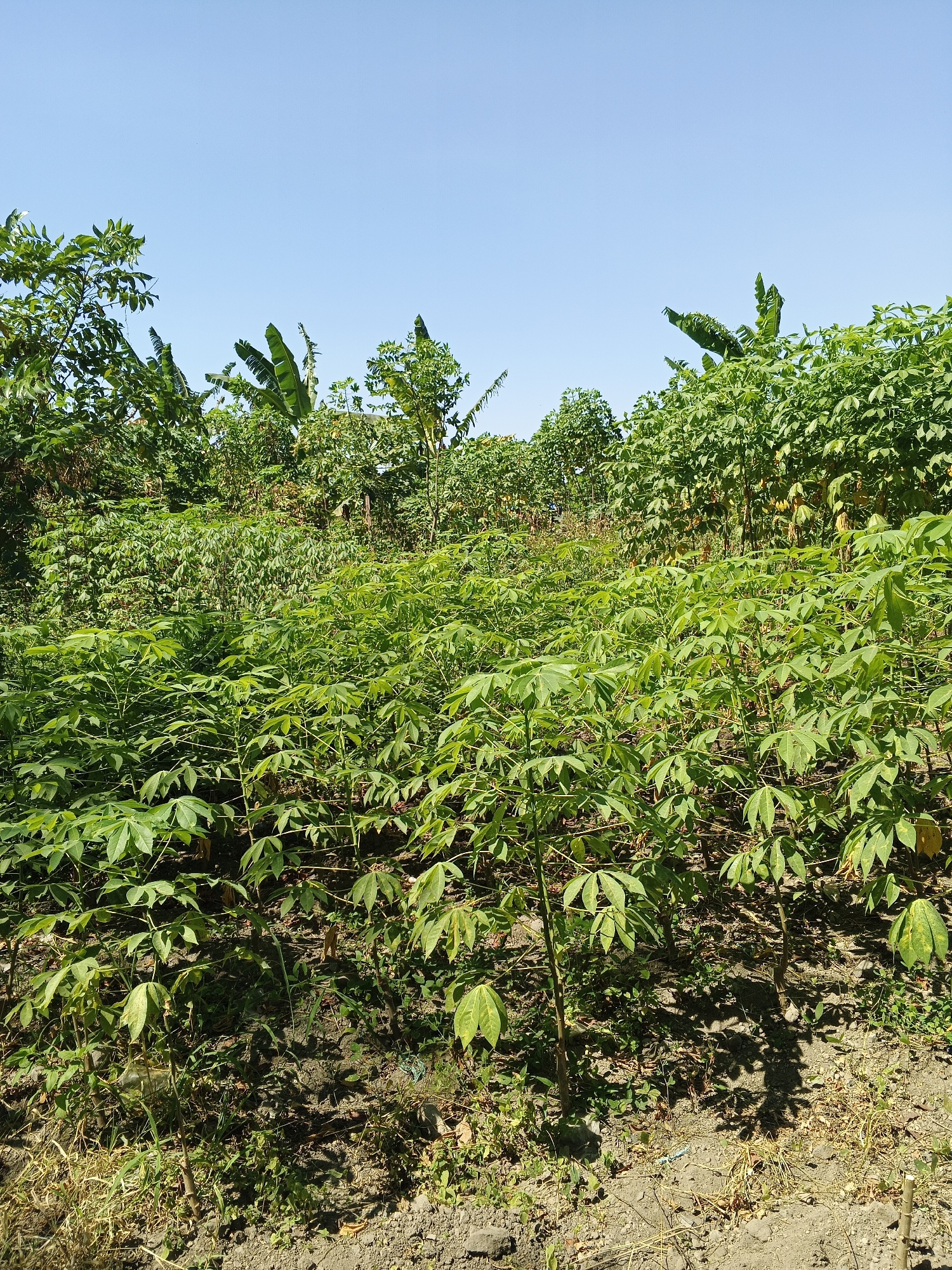 The image depicts a lush field of cassava plants under a clear blue sky in Tambak Kemerakan, Indonesia. The foreground is dominated by rows of young cassava plants with their distinctive palmate leaves. Behind them, the field extends into a dense canopy of taller cassava plants and other tropical vegetation, including what appear to be banana trees. The ground is dry and earthy, with patches of dry grass and weeds. The scene is bathed in sunlight, casting shadows from the plants onto the soil. The overall impression is one of agricultural abundance and natural growth.