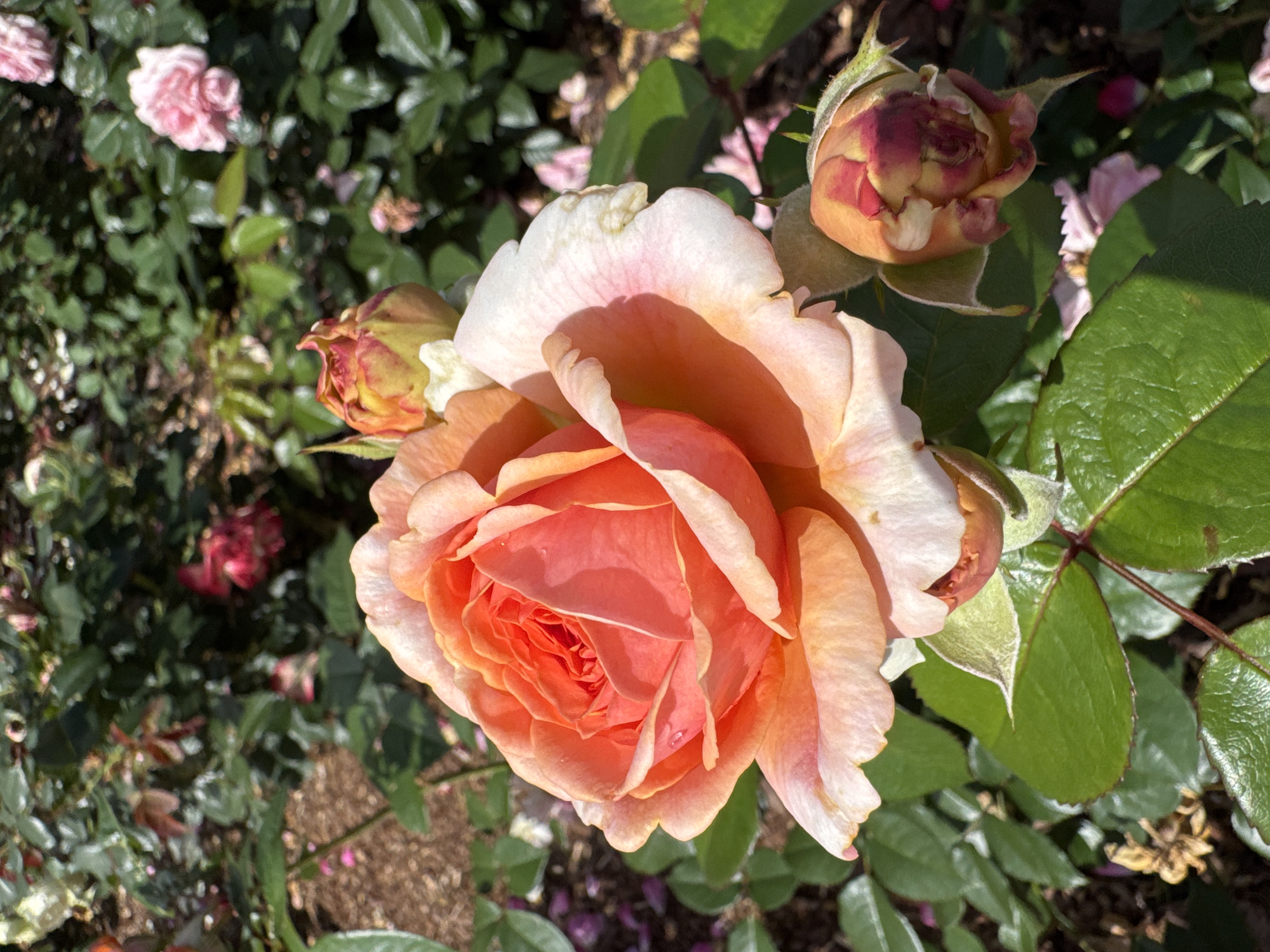 The image shows a close-up of a peach-colored rose in a garden. The rose is in full bloom, with its petals unfurling to reveal the intricate center. There are also two rose buds visible, one partially open and showing hints of red and yellow, and another more tightly closed. The rose bush is lush with green leaves, some of which are in shadow. In the background, other rose bushes are visible with scattered pink and red blooms. The ground is covered with mulch and fallen rose petals. The lighting suggests it is daytime, with bright sunlight casting shadows. The scene is set in a garden, likely a public park or botanical garden. The image does not contain any specific information that would place it in Saint Petersburg, Russia.