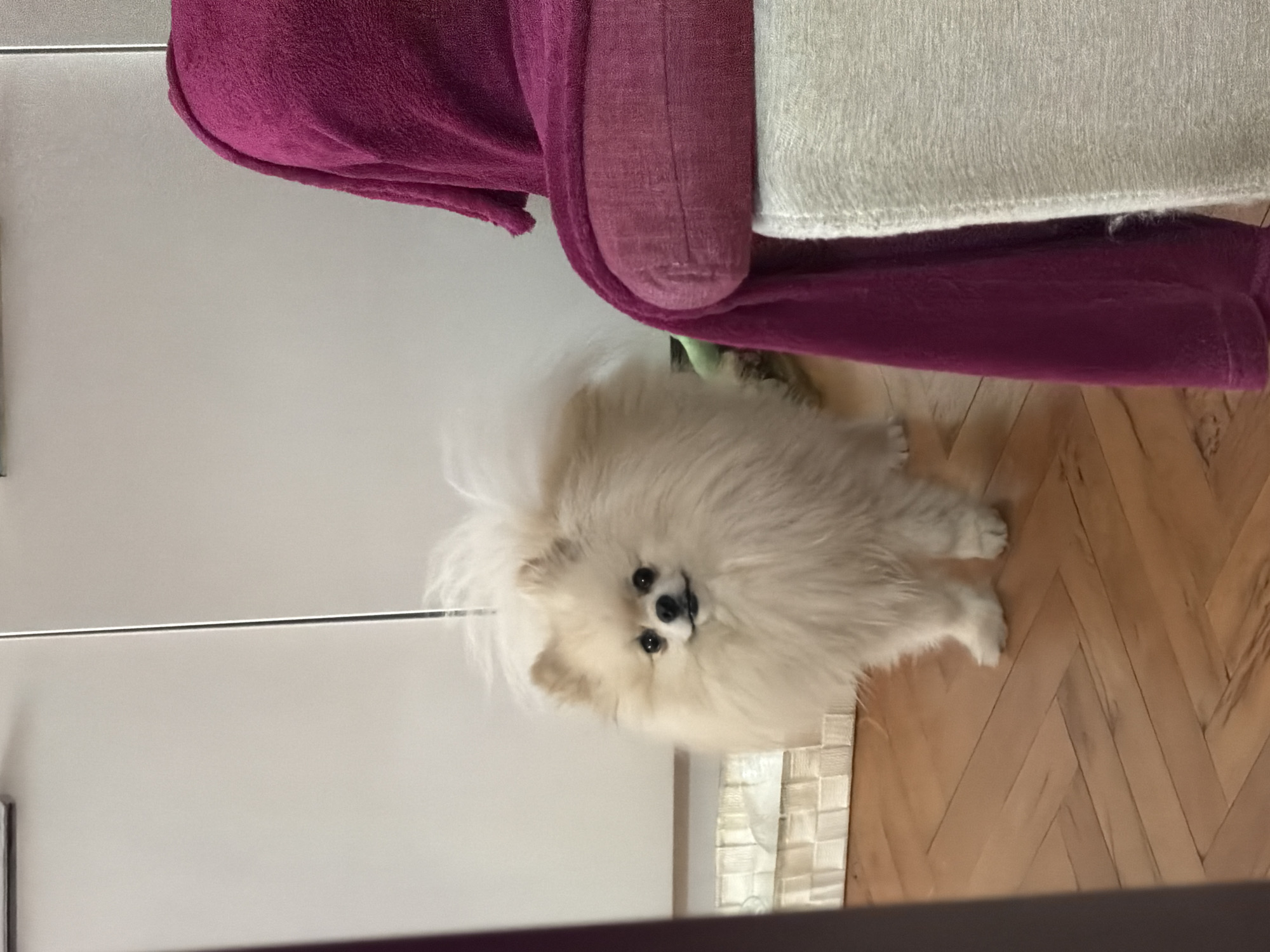 A white Pomeranian dog is standing on a hardwood floor in what appears to be an interior setting. The floor has a herringbone pattern. To the left, there is a white wall or cabinet. Above the dog is a pink and cream-colored upholstered object, possibly a chair or sofa. Based on the color palette and interior design, the setting appears to be a modern home. The location is unspecified; there is no information to confirm the location is Varna, Bulgaria.