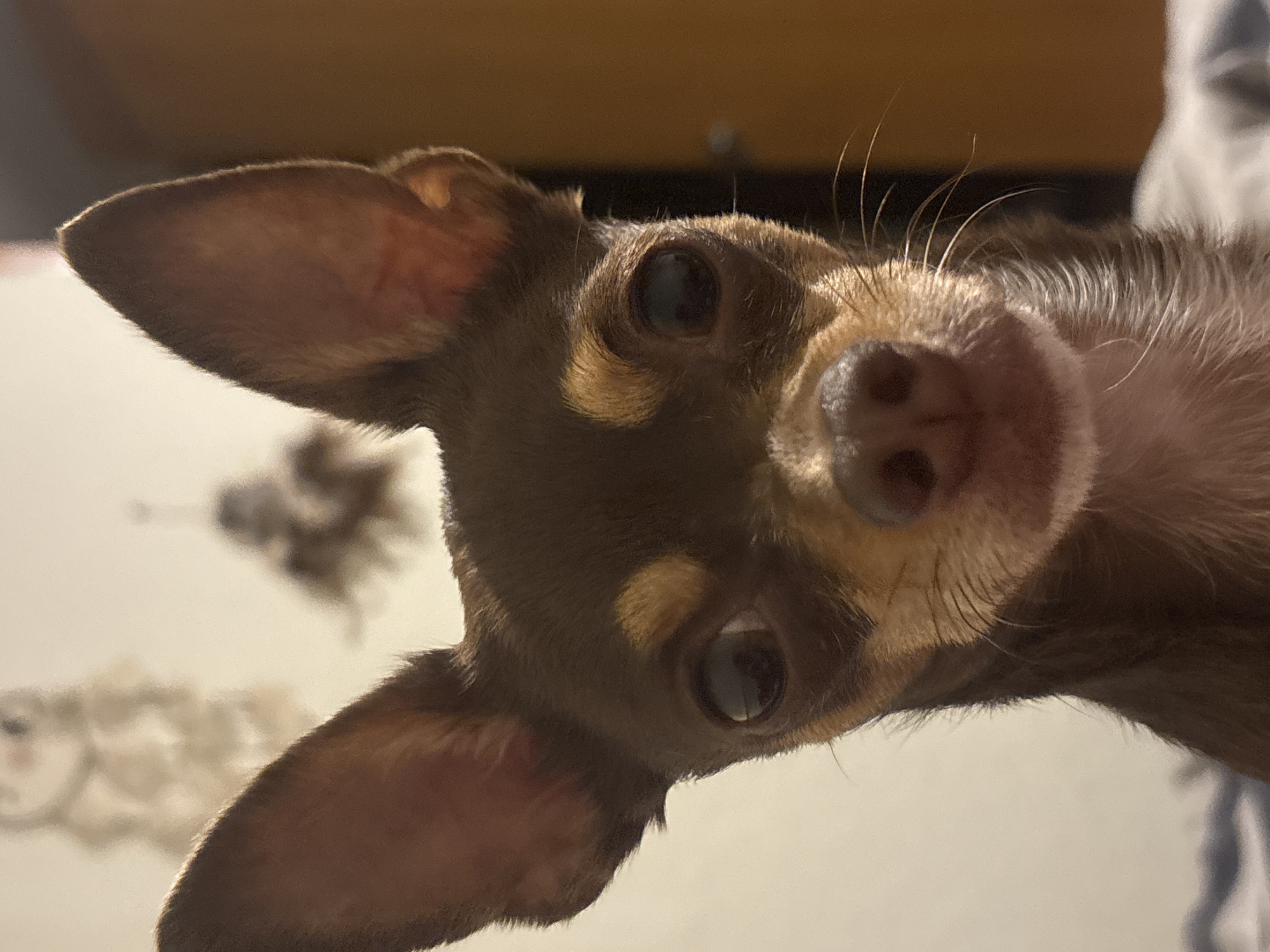 A close-up photograph shows a brown and tan Chihuahua dog facing the camera with its head tilted to the right. The dog has large, erect ears and a pink nose. Its eyes are dark and glossy. The background is blurry, but appears to be a room with a white surface (possibly a bed) and a tan wall. There is no indication of Puebla, Mexico, or any specific location in the city.