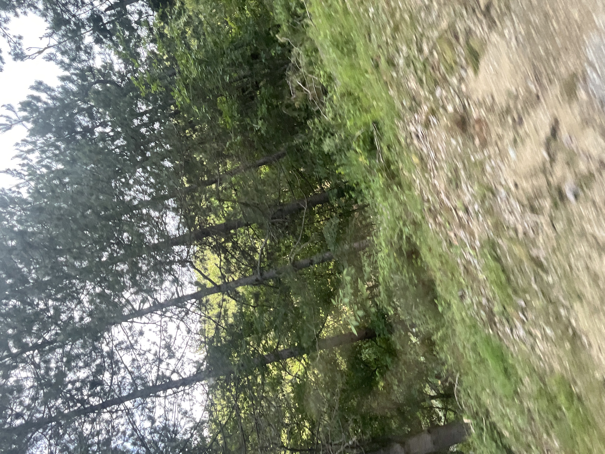 The image depicts a blurred, sun-dappled scene of a forest with tall, thin evergreen trees. Sunlight filters through the dense canopy, creating bright spots and shadows on the forest floor, which is covered with grass, fallen leaves, and some exposed soil. The overall impression is of a natural, undeveloped area. The reference to Startsevo, Bulgaria, suggests this is a landscape photograph taken in that region, likely in a wooded or forested area. The motion blur indicates the image was captured while moving, possibly from a vehicle. There are no people or identifiable man-made structures visible.