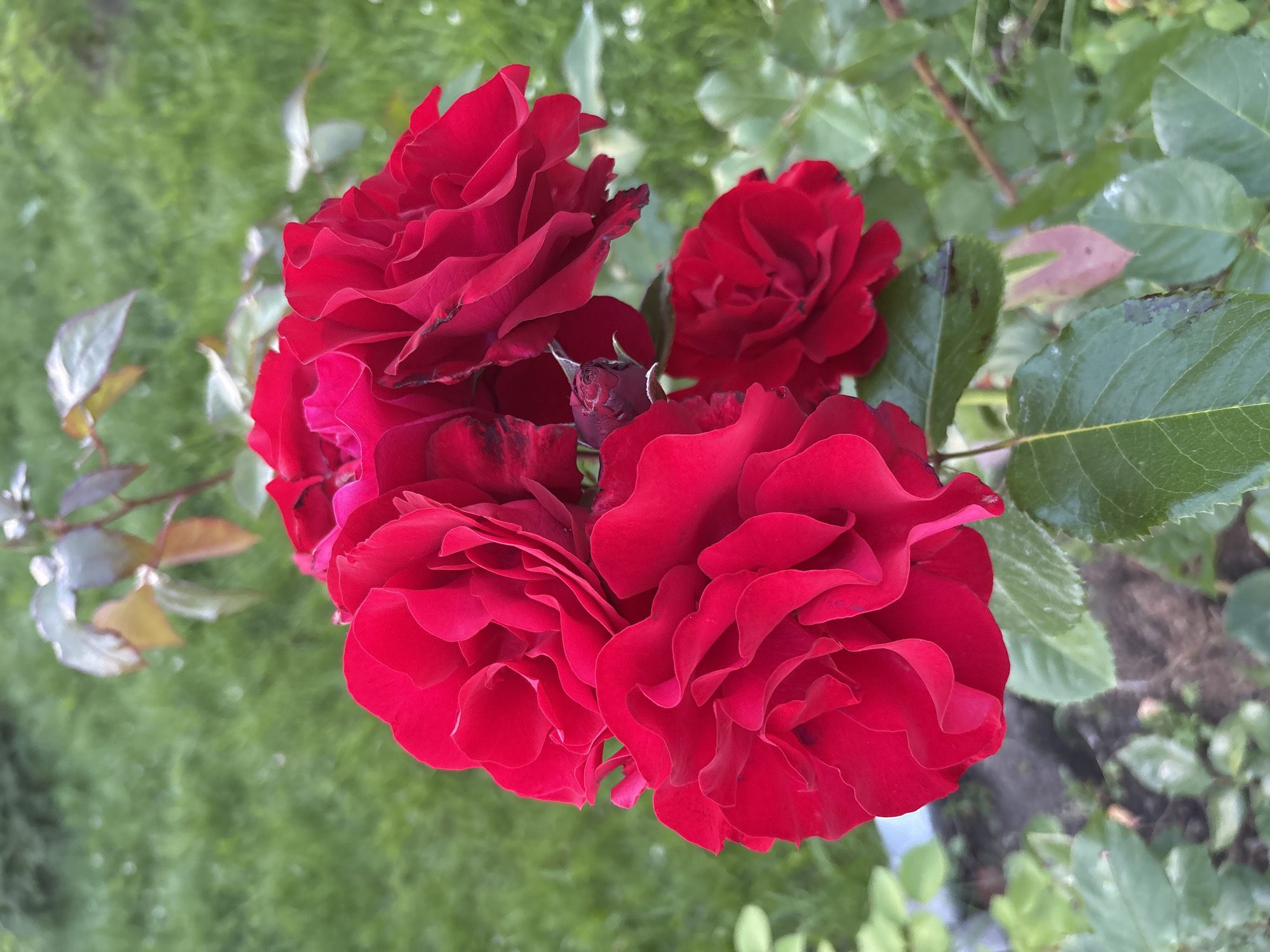A close-up shot captures a cluster of vibrant red roses in full bloom, with lush green grass and foliage serving as a blurred background. One rosebud, still partially closed, peeks out from beneath the fully opened blossoms. The setting appears to be a garden or park area, with a hint of soil and other plants visible at the base of the rose bush. The lighting suggests an overcast day, casting a soft glow on the petals. The specific location in Lyady, Russia is not discernable from the image itself.