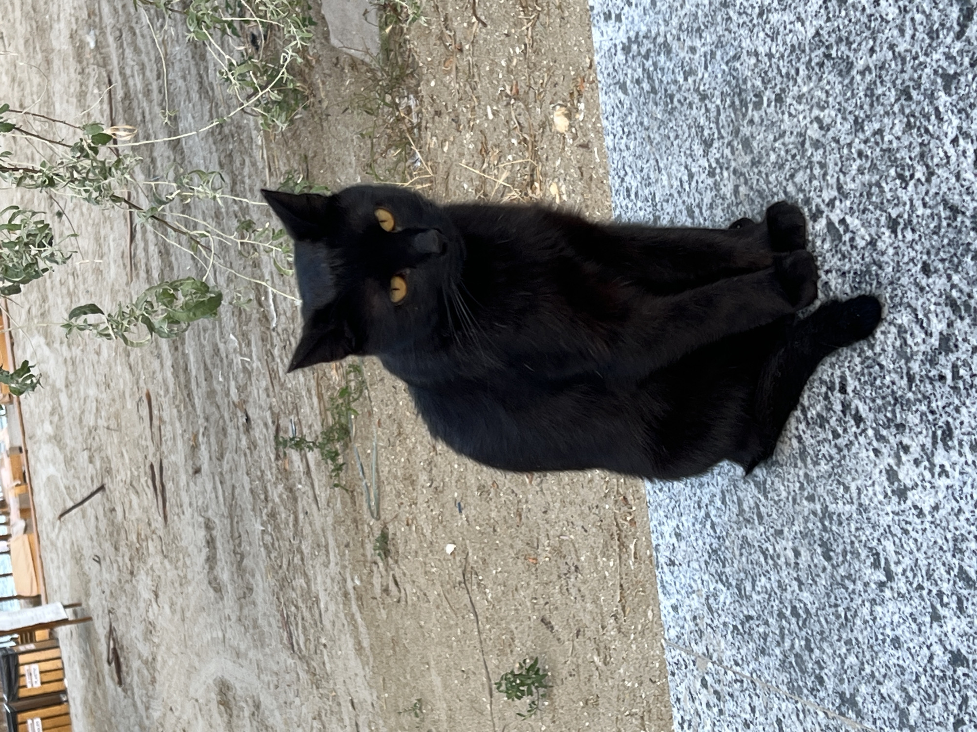 A black cat with yellow eyes sits on a granite bench in front of a sandy beach in Năvodari, Romania. The cat is facing the camera, with its front paws tucked beneath it. In the background, there are some beach chairs and umbrellas, as well as some vegetation. The sand is light brown and appears to be somewhat wet. The sky is not visible in the image.