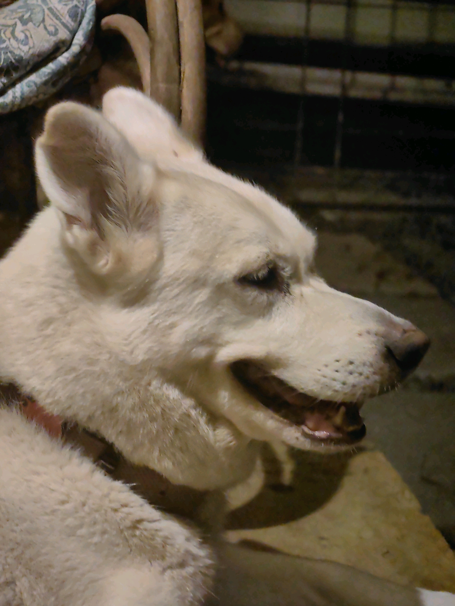 The image is a close-up, profile view of a white dog, possibly a husky mix, with its mouth slightly open. The dog is wearing a red collar. The background is dark and out of focus, with some wooden posts and a blurry patterned fabric visible. The setting appears to be indoors or a sheltered outdoor area. There is no specific indication of its location in Mumbai, India.