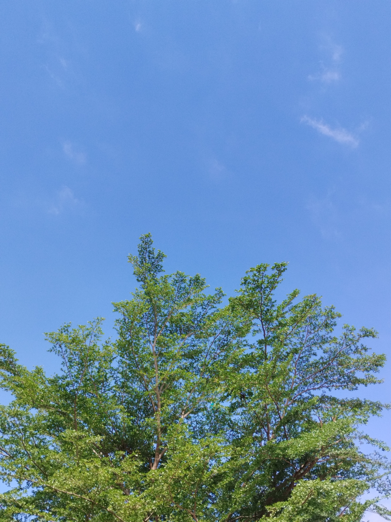 A clear, bright blue sky with a few wispy white clouds is visible above the canopy of a lush green tree. The tree's branches and leaves fill the lower portion of the frame, reaching upwards towards the sky. The scene appears to be outdoors in Lhokseumawe, Indonesia, under a typical sunny day. No people or other objects are visible in the frame.