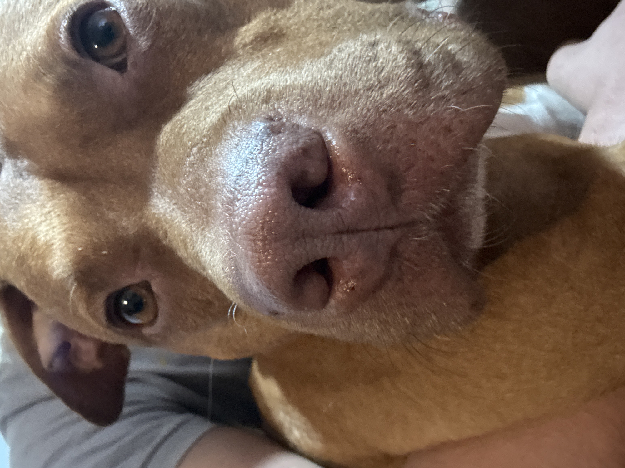 A close-up photograph depicts a reddish-brown dog, likely a Vizsla or similar breed, with its large pinkish-brown nose prominent in the foreground. The dog's eyes are visible, appearing brown and alert. The surrounding environment is somewhat indistinct, but it suggests an indoor setting, potentially involving a person holding the dog. There is no indication this photograph was taken in Sofia, Bulgaria.