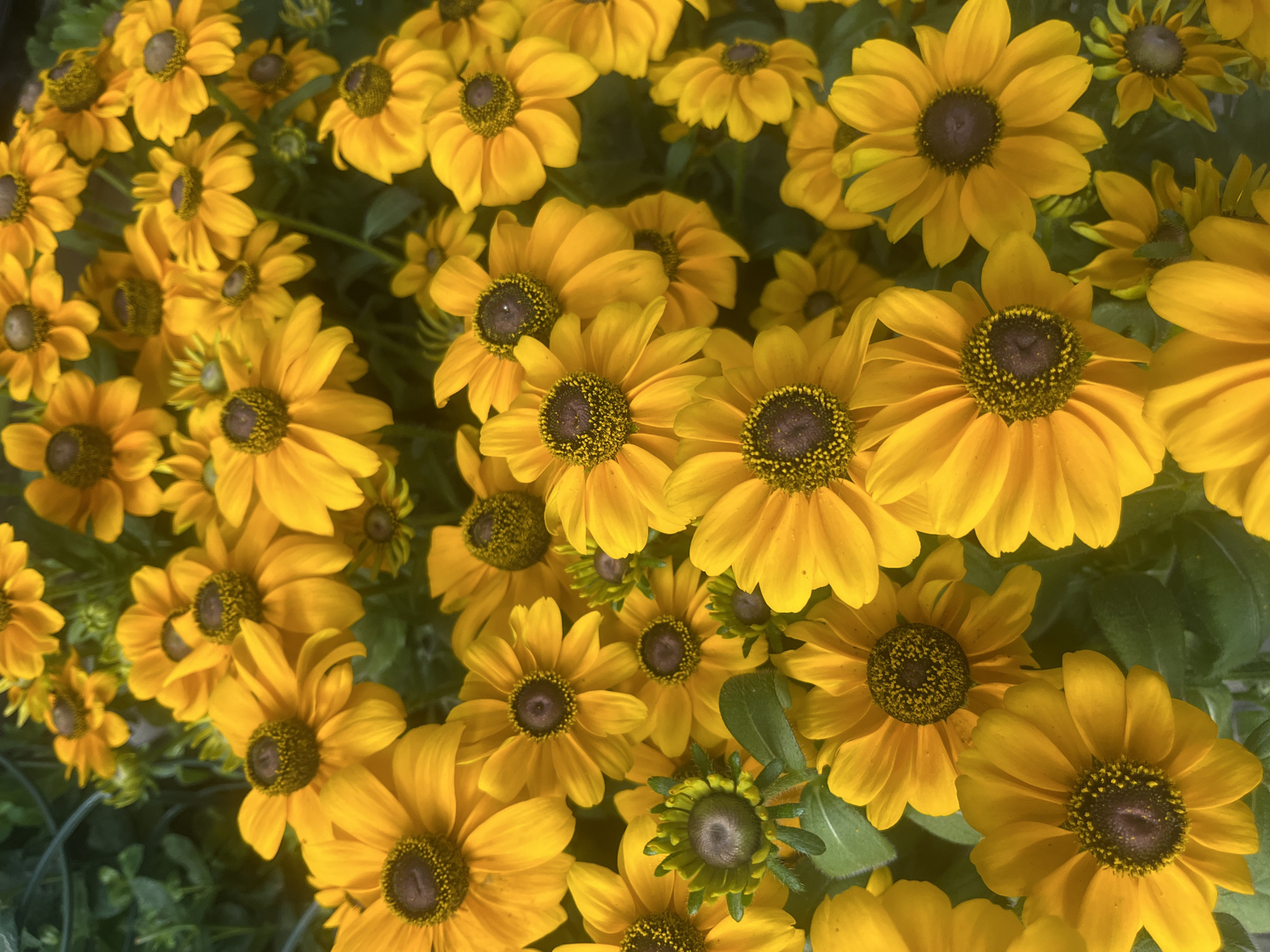 The image is a close-up, overhead shot of a dense cluster of bright yellow flowers, likely Black-Eyed Susans, with dark brown centers. The petals are vibrantly colored, with some showing slight variations in shade and curvature. The flowers are arranged in a naturalistic, slightly overlapping manner, filling the frame. Some of the flower heads are in full bloom, while others are still in bud or partially open, revealing their textured centers. The background is composed of dark green foliage, which provides a subtle contrast to the yellow blooms. There is no indication of a specific location within Barcelona, Spain, as the image focuses exclusively on the floral arrangement and lacks any recognizable landmarks or urban elements. The lighting suggests it is daytime, with the sun casting some soft shadows. There are no people or animals present in the image.