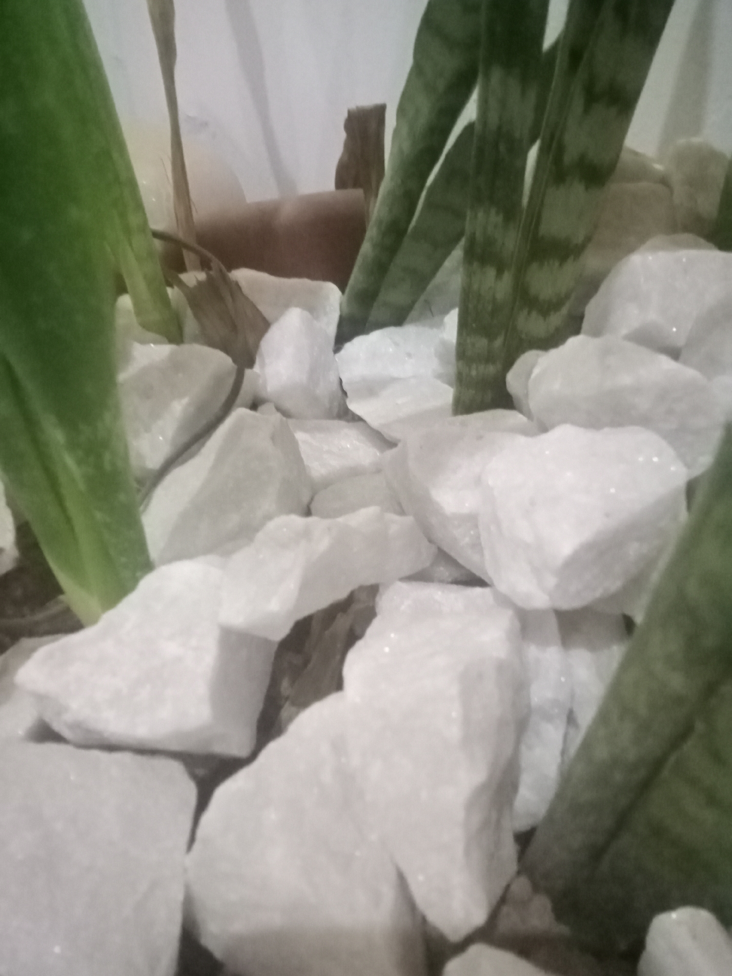The image shows a close-up view of a potted plant. The plant appears to be a Snake plant, with both solid green and striped green leaves visible. The soil in the pot is covered with large, angular white stones. A portion of a brown terracotta pot is partially visible in the background. There is no evidence to indicate that this is located in Gwarinpa, Nigeria. No people or actions are visible. The environment is limited to the immediate surroundings of the potted plant.
