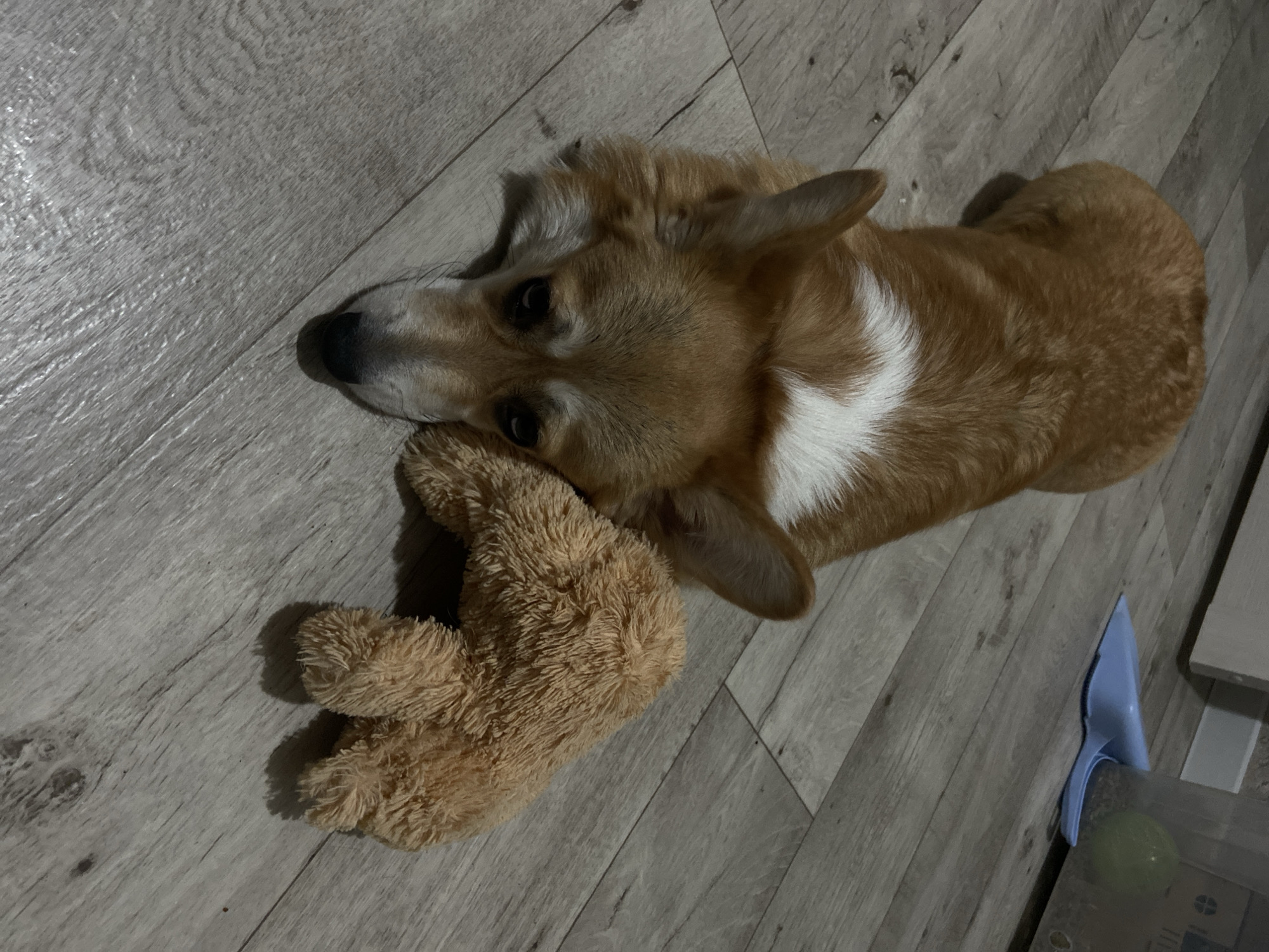 A Pembroke Welsh Corgi is captured lying on a light-colored wooden or laminate floor indoors. The dog, featuring a tan and ginger coat with distinct white markings across its chest, neck, and muzzle, is resting its head on a fluffy, light brown plush toy, possibly a teddy bear. Its dark eyes are directed towards the viewer, conveying a calm, gentle, or perhaps slightly wistful expression.
The setting is an interior space, likely a home, with artificial lighting suggesting it could be evening or nighttime. The wooden floorboards are arranged diagonally, creating a dynamic visual line. In the background on the right, partially visible, is a light blue dustpan. Adjacent to the dustpan, a clear container holds a greenish-yellow ball, likely a pet toy. The dog appears relaxed and comfortable, resting quietly with its toy. No text is visible in the image. The location context is Chaikovsky, Russia.
