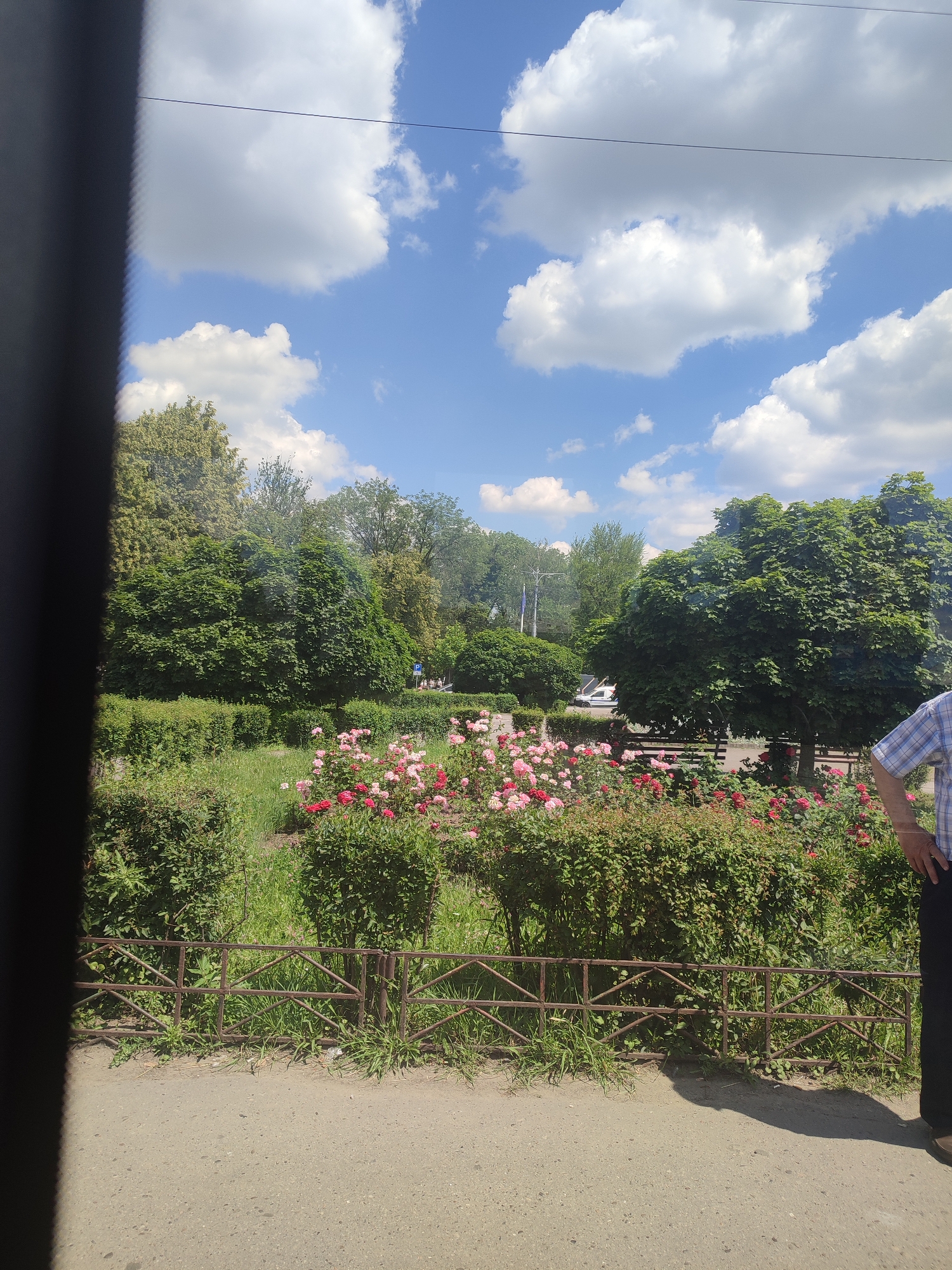 The image depicts a sunlit park scene with a focus on a vibrant rose garden. The garden is densely planted with red and pink roses in bloom, surrounded by neatly trimmed green bushes. A rustic metal fence runs along the edge of the garden, separating it from a paved pathway or road in the foreground. Behind the rose garden, mature trees with lush green foliage form a verdant backdrop. The sky above is a clear blue, dotted with fluffy white cumulus clouds. In the mid-ground, several cars are visible, suggesting the park is located in an urban or suburban area. A person, partially visible on the right side of the frame, is wearing a blue and white checkered shirt and dark pants, standing with their hands on their hips, looking towards the rose garden. The overall impression is a peaceful and well-maintained public space. This scene is consistent with the appearance of the Chernivtsi National University Botanical Garden in Chernivtsi, Ukraine, known for its diverse flora and manicured landscaping.