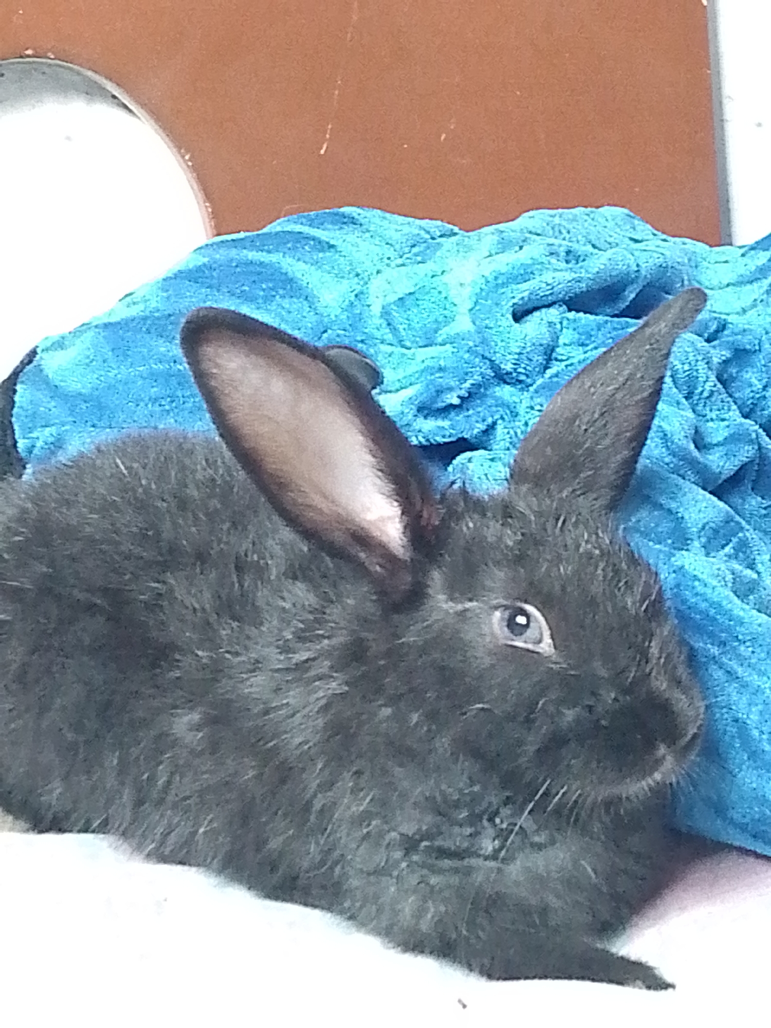 A gray rabbit rests on a white surface with a blue towel in the background. The setting does not appear to be outdoors, nor does it suggest a location in Juan Griego, Venezuela.