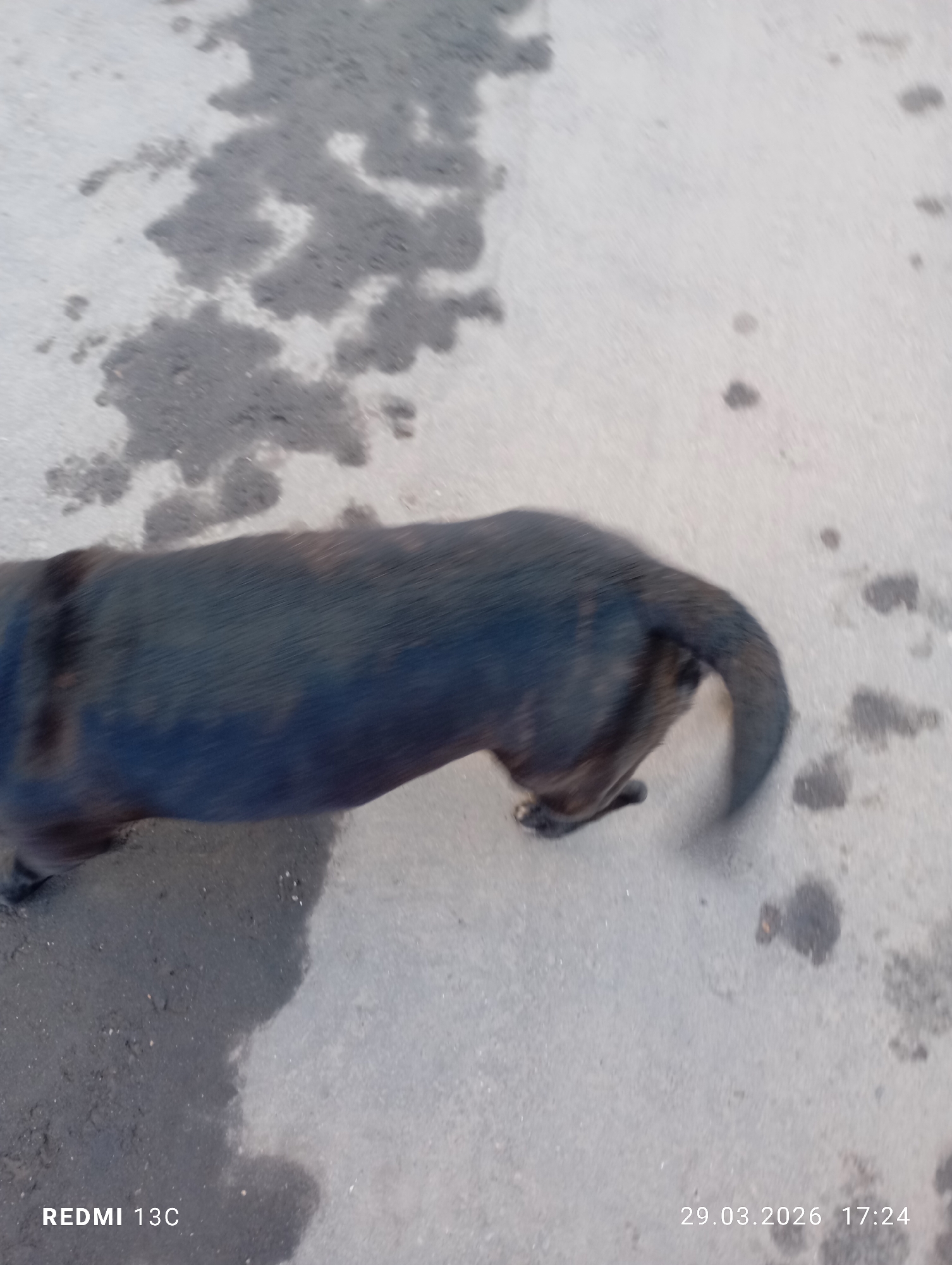 The image depicts the hindquarters of a dark-colored dog on a concrete surface. The concrete has dark patches suggesting moisture or staining. The date and time stamp on the image indicate March 29, 2026, at 17:24. The location (Moscow, Russia) is not discernible from the visual information provided.