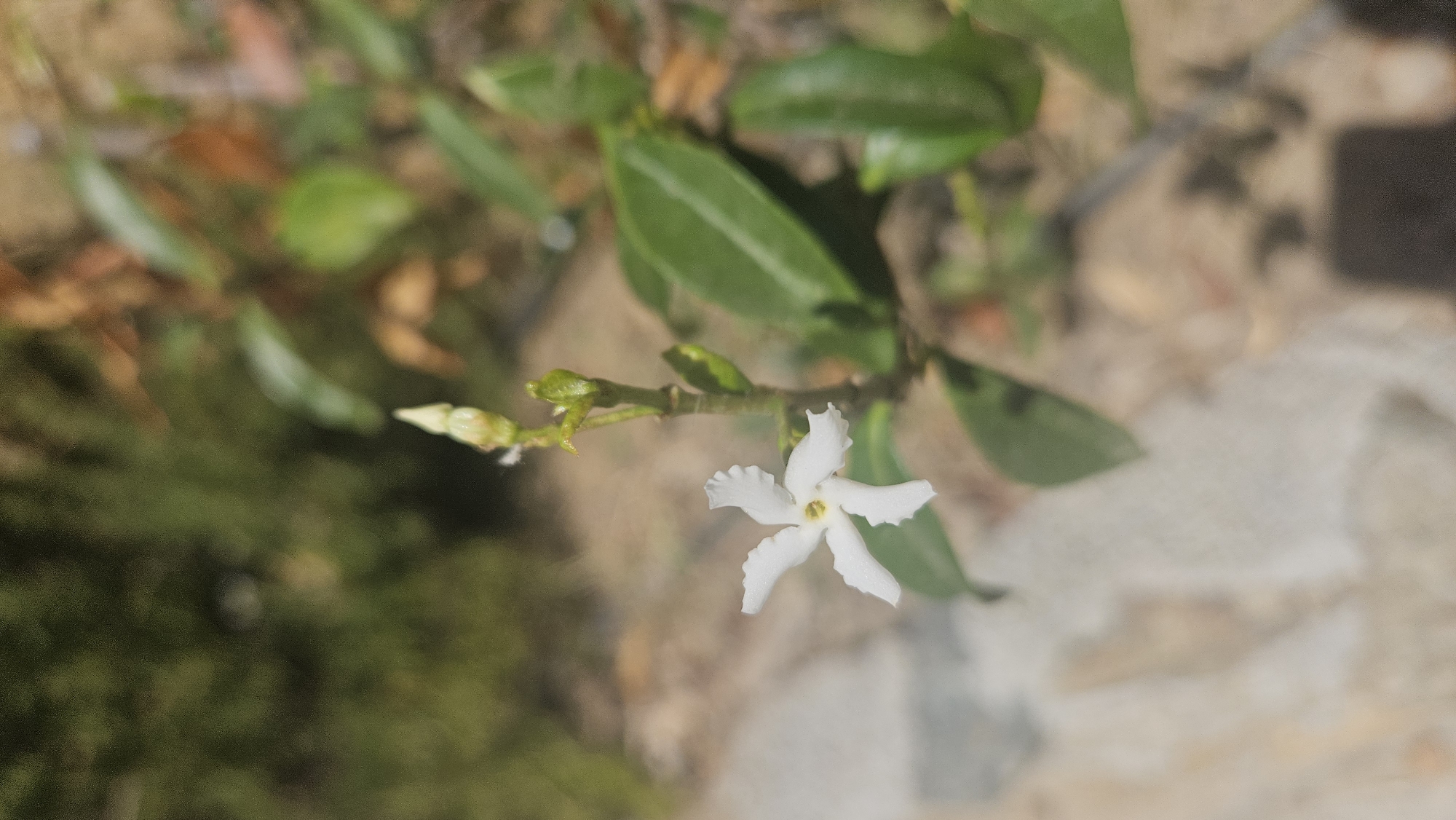 A single white star-shaped flower with five petals is in focus in the foreground of the image. The flower has a yellow center and is blooming on a green stem with several leaves and a closed bud. The background is blurred, showing green foliage and a sandy or rocky surface. The lighting suggests it is daytime. The image appears to have been taken outdoors, likely in a garden or natural setting. There are no people, animals, or man-made structures clearly visible. The location is not specified in the image itself.