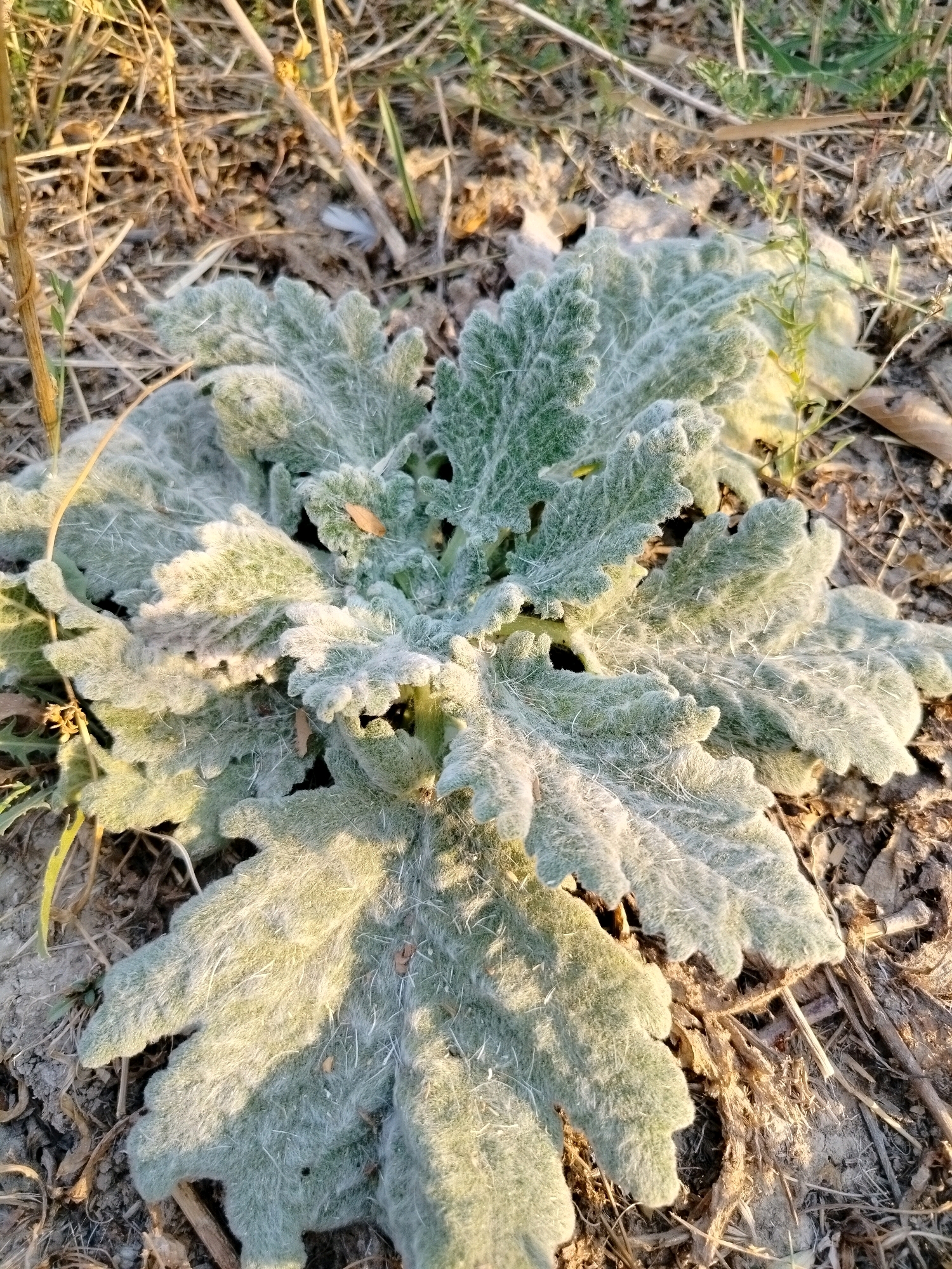 A close-up, eye-level, outdoor, high-angle shot shows a low-growing, fuzzy, light-green plant in a dry, dusty environment with sparse vegetation and dry grasses. The plant has broad, deeply lobed leaves covered in a dense, white, fuzzy down and short, stiff hairs. The leaves are arranged in a rosette pattern, with some older leaves appearing larger and more spread out. The sunlight illuminates the fuzzy texture of the leaves, creating highlights and shadows. The surrounding ground is dry and appears to be composed of sand and soil with scattered dry leaves and twigs. The setting is consistent with the natural arid or semi-arid landscapes found in regions like Көлкент, Kazakhstan. No people or animals are visible in the image.