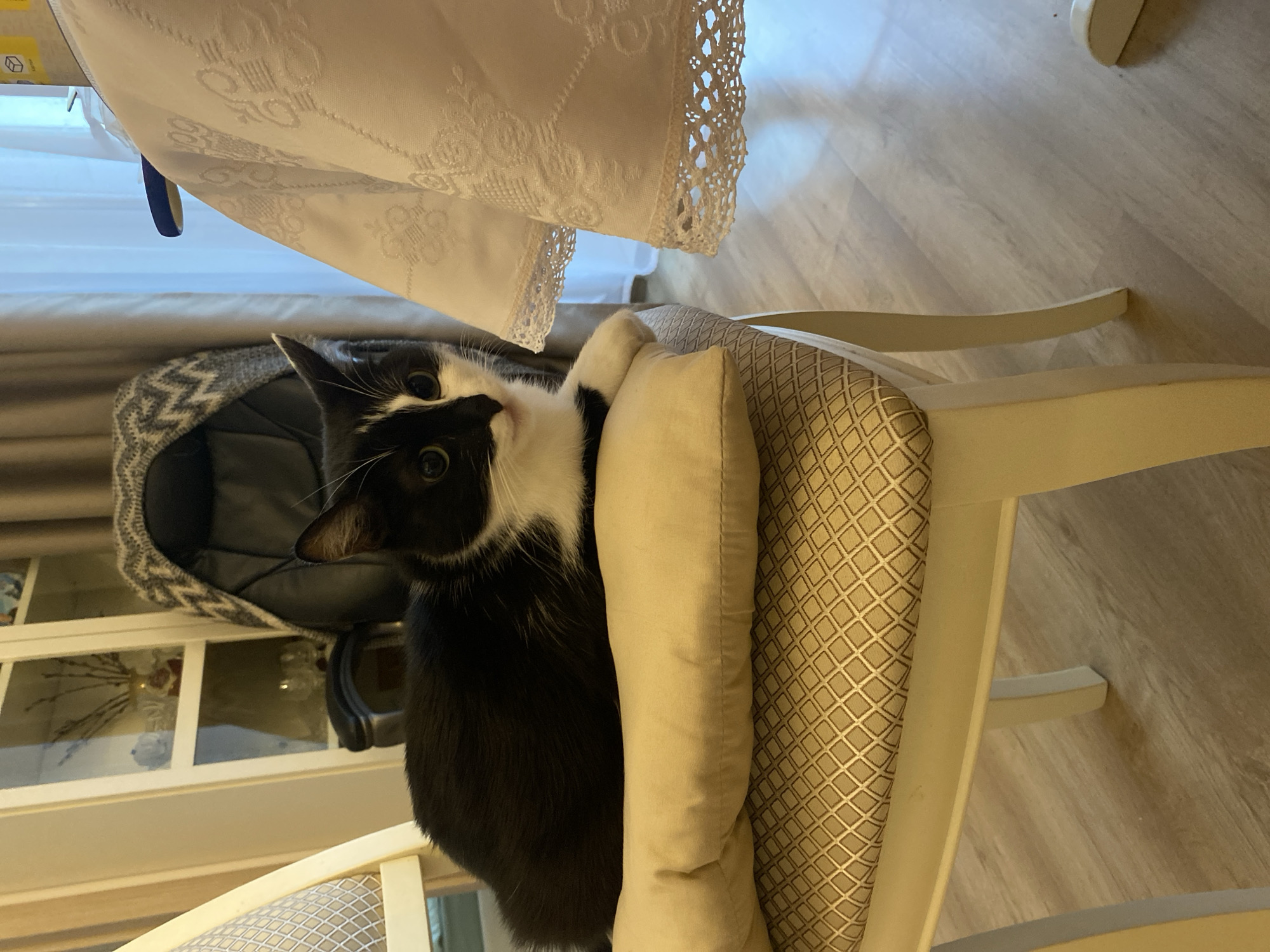 A black and white cat is perched on a chair with a patterned cushion and cream-colored pillow. The cat is looking upwards with its paws resting on the pillow. A lace-edged white tablecloth hangs overhead. In the background, a gray cat bed sits on a white cabinet in a room with light-colored wooden flooring and cream-colored curtains. The location is likely a domestic interior, not specifically identifiable as Yekaterinburg, Russia.