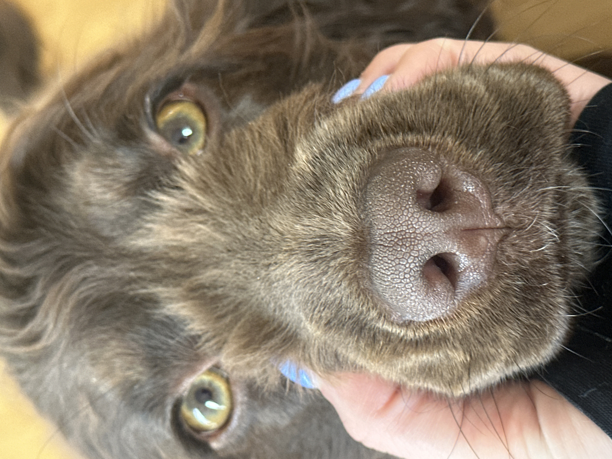 A close-up, slightly angled, portrait-style image features the face of a brown dog. The dog has golden-brown eyes that are distinctly visible. Its nose, textured with a bumpy surface, is centered in the frame. A hand with blue fingernails is positioned near the dog's snout. A portion of a black shirt is visible in the lower right corner. The background appears to be a light brown or wooden surface. There is no information in the image to confirm location in Tunbridge Wells, United Kingdom.