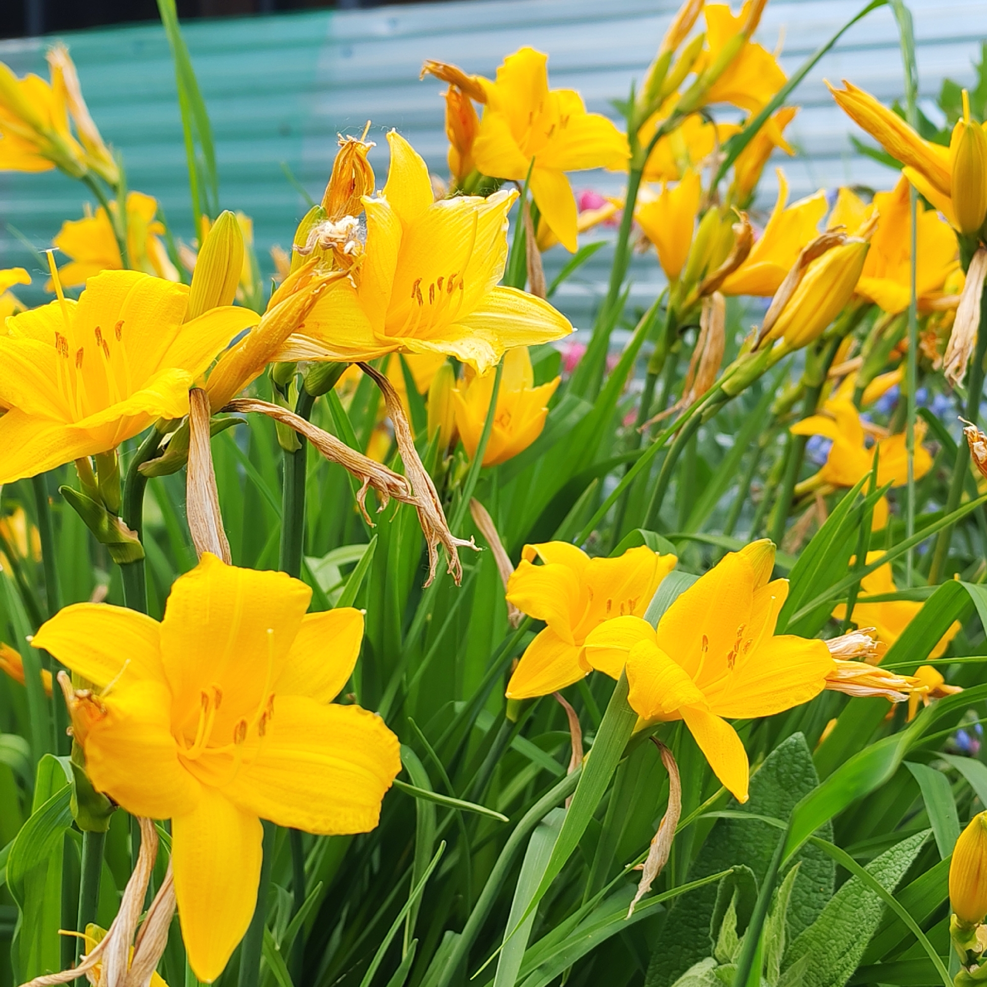 The image displays a close-up view of a cluster of bright yellow daylilies in bloom. The flowers are the primary focus, with their petals open and vibrant, some showing delicate textures and the stamens within. The stems and long, green leaves of the daylilies create a lush backdrop. Scattered among the blooming flowers are some dry, brown remnants of previous blooms or buds, adding a touch of natural decay to the scene. In the background, a blurred, pale blue and green corrugated structure can be seen, suggesting an outdoor setting, possibly a fence or building. The overall impression is one of a vibrant floral display in a garden or natural setting. There are no people or animals visible in the image, and no specific actions or interactions are depicted.
The image does not provide any specific visual cues to pinpoint its location within the city of Chaikovsky, Russia.