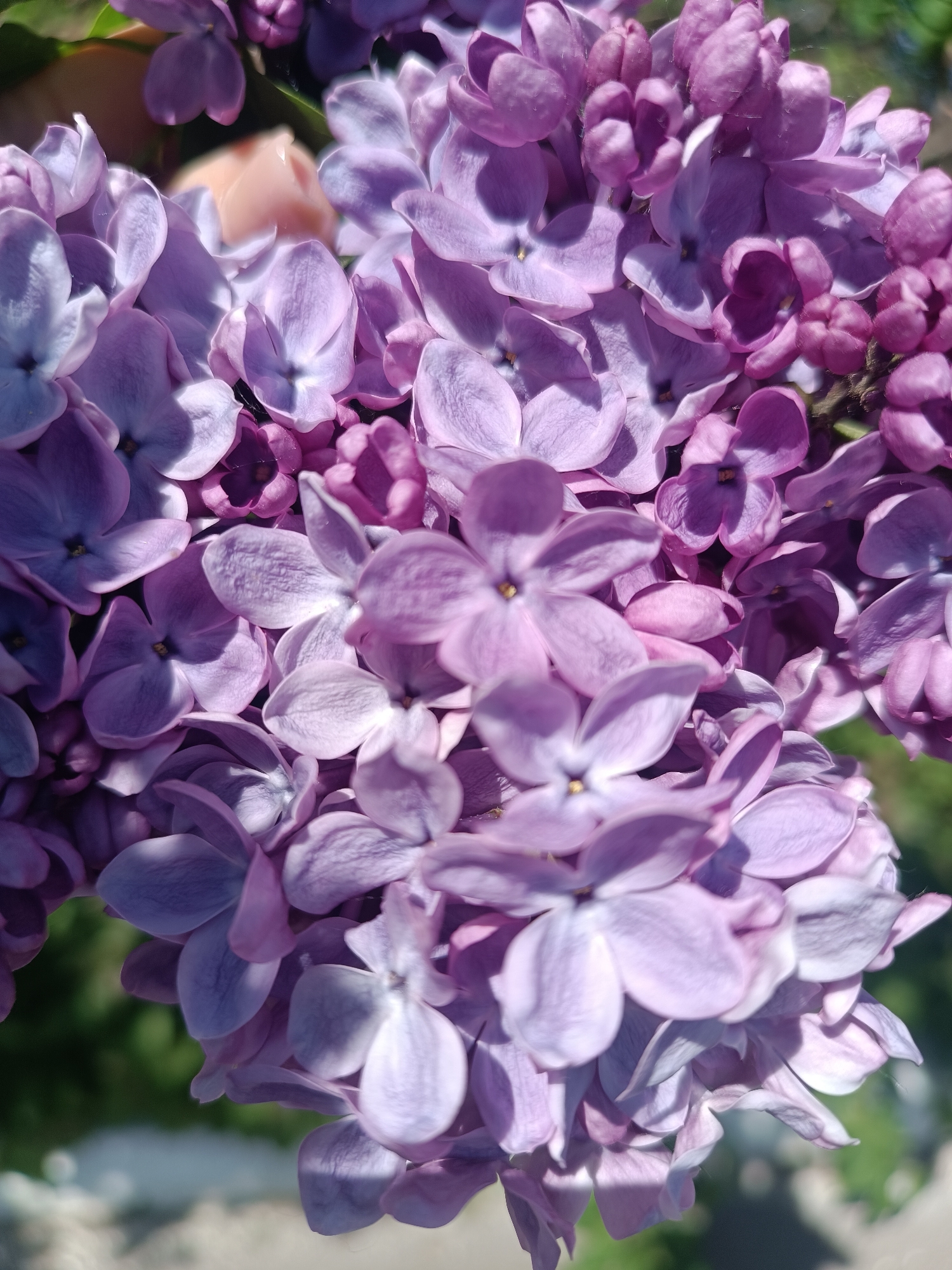 The image is a close-up shot of a cluster of lilac flowers. The flowers are a mix of light and dark shades of purple, with small yellow centers. The petals are rounded and delicate. Part of a person's hand (possibly a thumb) is visible among the blossoms. In the background, there is a blurred hint of green, suggesting foliage. The location is unspecified in the provided context, therefore that detail cannot be confirmed.