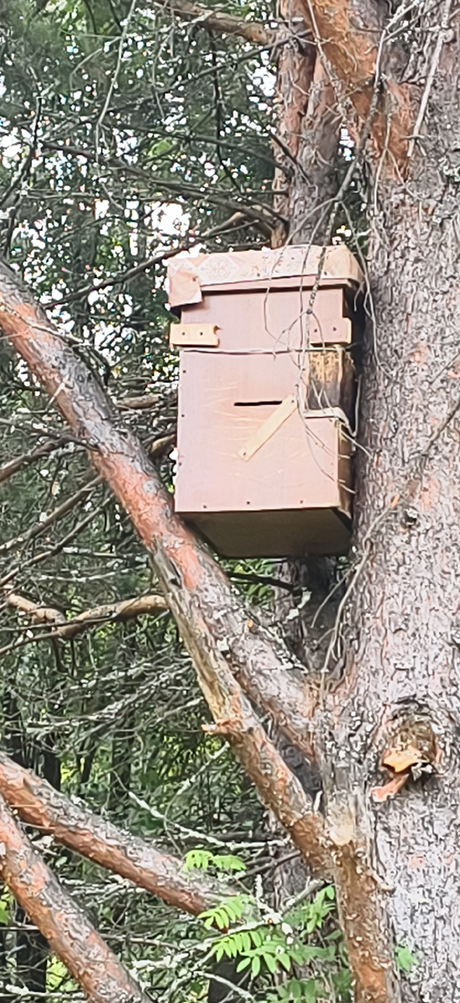 A two-tiered, reddish-brown wooden beehive is mounted on the side of a pine tree. The hive has a slotted entrance on the lower tier and a decorative, patterned fabric band around the top. The tree trunk is rough and textured, with visible bark. The beehive is surrounded by dense green foliage and branches, suggesting a natural, possibly wooded, environment. The image was taken in the city of Oralki, Russia. There are no people or animals visible in the frame.