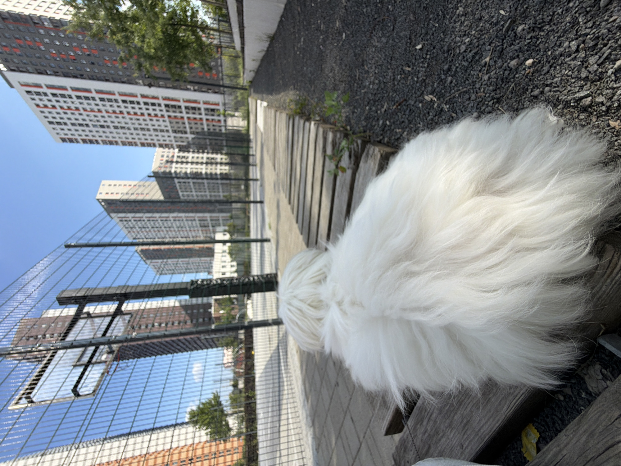 The image shows a white fluffy dog from behind, sitting on a wooden bench. The dog is facing away from the camera, its back and head are visible, covered in long white fur. The dog is in an outdoor area with a paved ground and a path made of wooden planks. In the background, there is a tall metal fence and several modern apartment buildings with a distinct architectural style, featuring red and white accents. These buildings are characteristic of the city of Kotelniki, Russia, specifically the area known for its new residential complexes. The sky is blue with a few clouds, indicating a sunny day. The overall scene suggests a public park or a recreational area within a residential district in Kotelniki.
