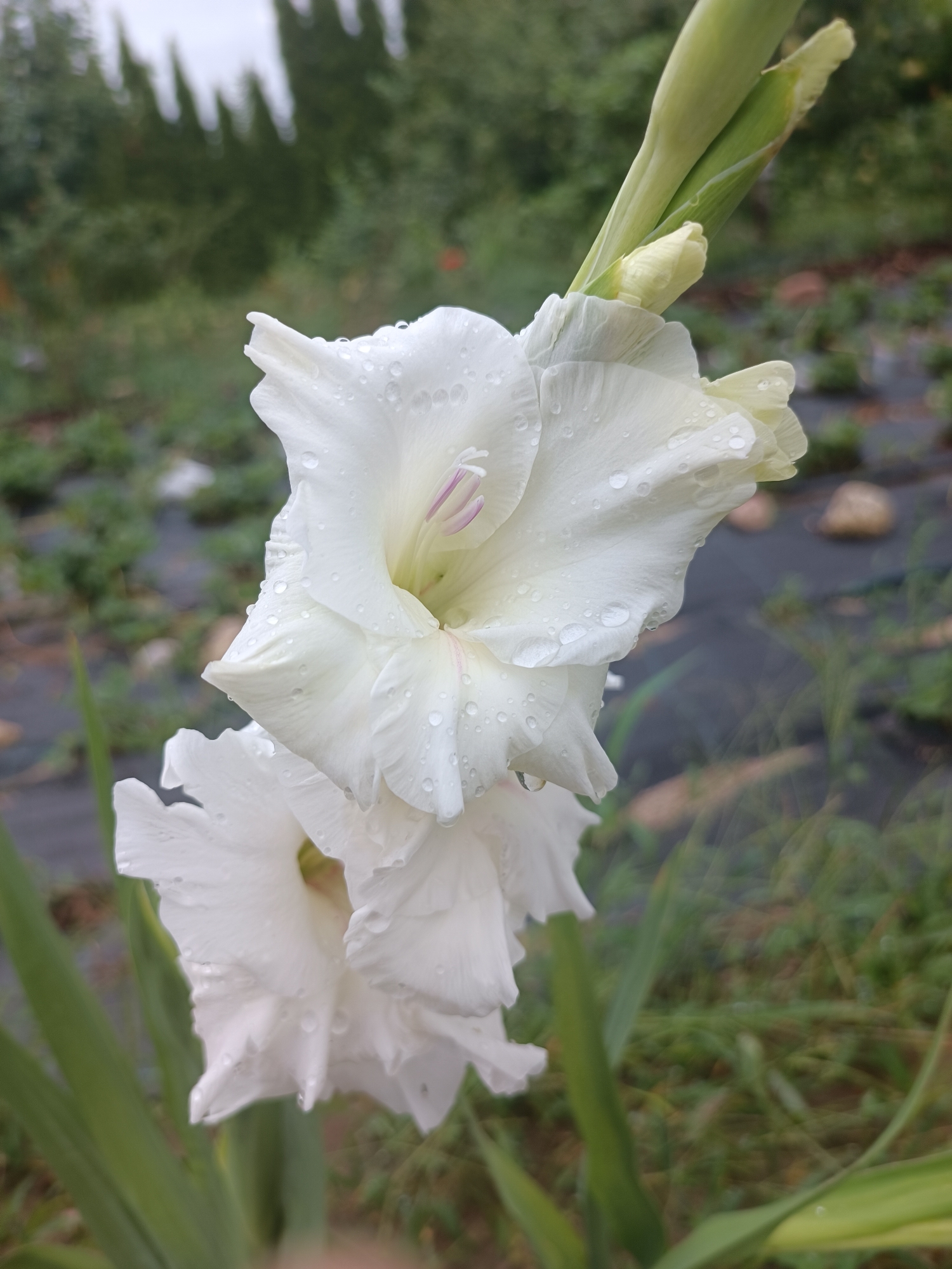 A white gladiolus flower with water droplets on its petals is in the foreground. The flower is a tall stalk with several blooms. The main bloom is fully open and faces the viewer, revealing a delicate pink stamen. Below it, another bloom is partially open, and a bud is visible at the top of the stalk. The background is a blurred landscape with green foliage and a grey sky. The scene is likely outdoors, possibly in a garden or field, in the vicinity of Тэльмінскі сельскі Савет, Belarus.