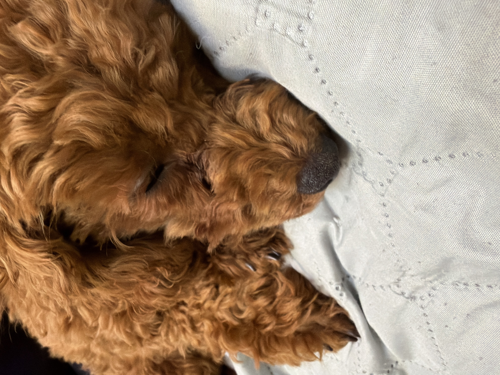 The image shows a close-up of a reddish-brown poodle puppy sleeping on a light-colored, quilted surface. The puppy's eyes are closed, and its nose is visible. The surface appears to be a blanket or bedding. There are no discernible city or location details visible in the image.