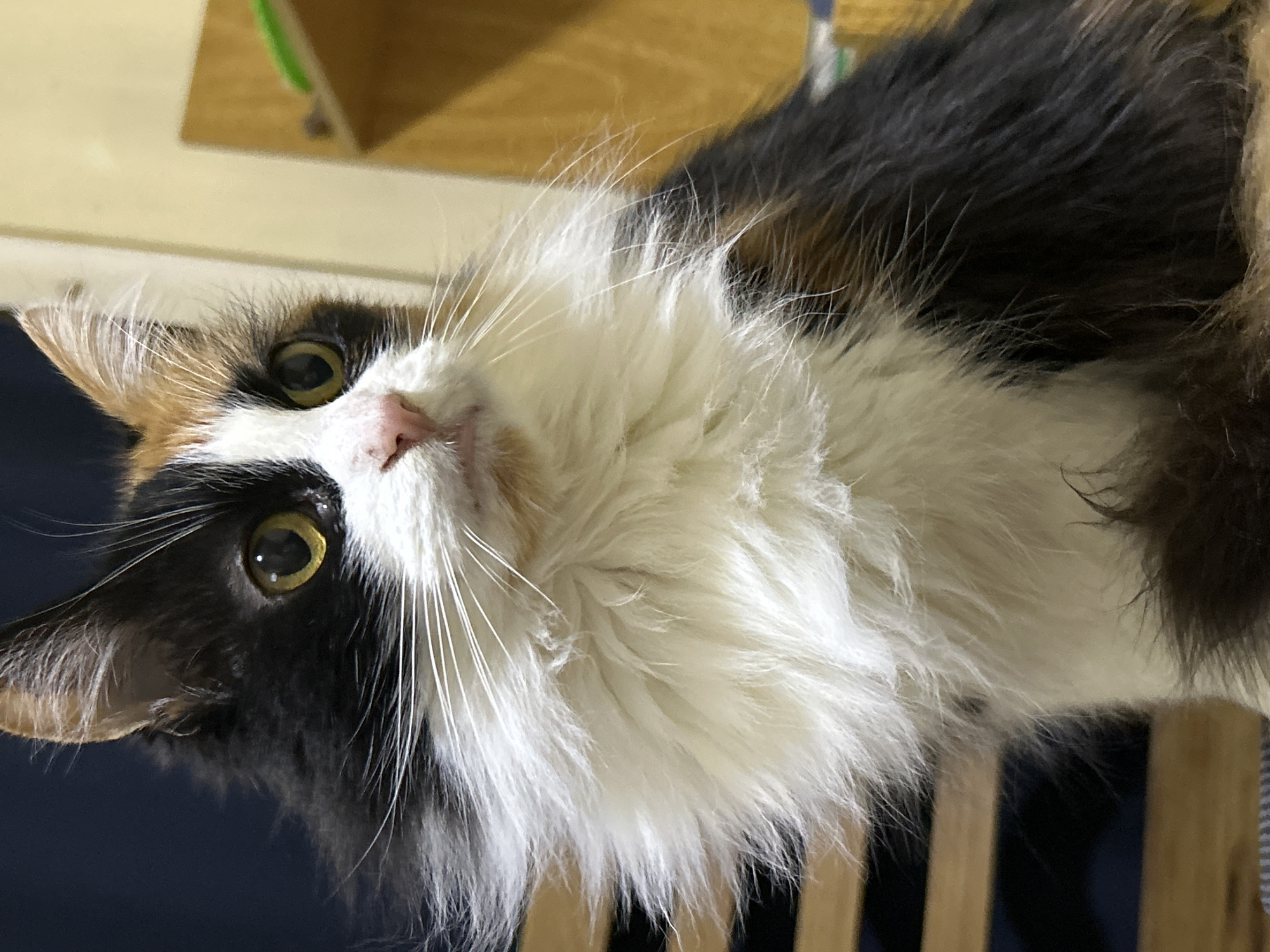 The image is a close-up, eye-level shot of a calico cat with a fluffy white ruff around its neck. The cat has yellow-green eyes, a pink nose, and distinctive patches of black, white, and orange fur on its head and body. Its gaze is directed to the right of the frame. The background is slightly blurred, showing hints of wooden furniture and a dark blue surface. There is no discernible location in Buenos Aires, Argentina, or any other specific geographical context within the image. The scene appears to be indoors.