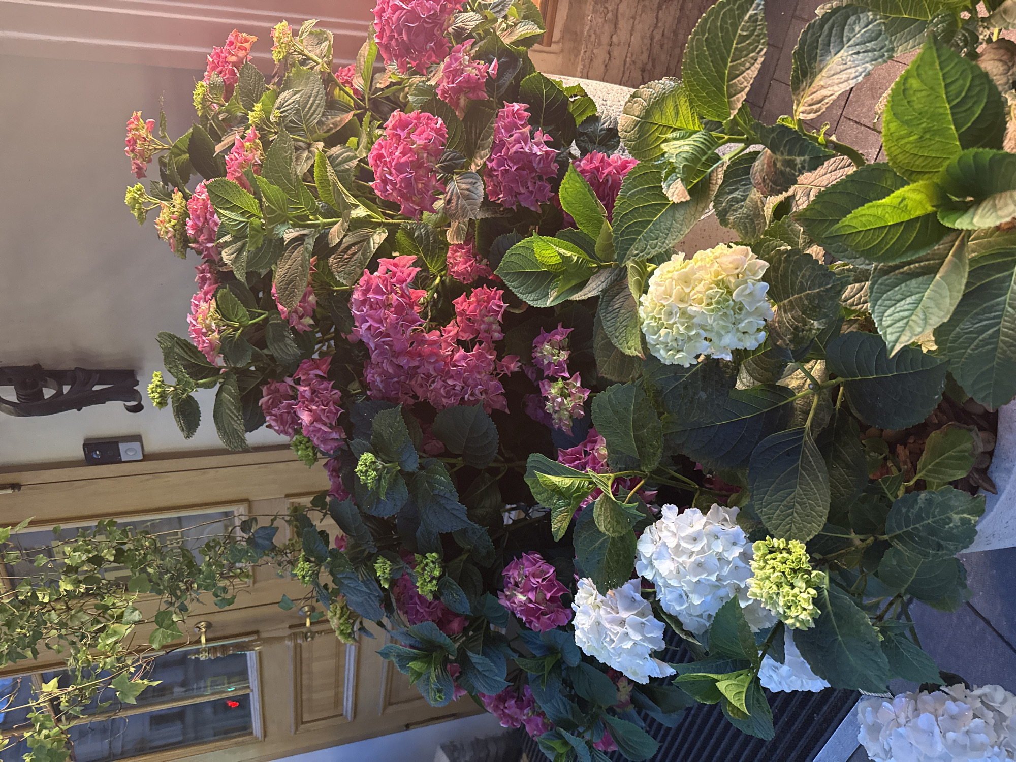 The image depicts a close-up of several potted hydrangeas with abundant pink and white blooms, set against a backdrop of a light-colored building and a wooden door. Green ivy vines hang from above, partially obscuring the door, which has a brass doorknob and a modern-looking video intercom system installed on the wall beside it. The scene appears to be on an outdoor patio or walkway, with a textured tiled floor visible. The sunlight casts a warm glow on the flowers, highlighting the vibrant colors of the petals and the deep green of the leaves. The location is identified as Saint Petersburg, Russia. There are no people or animals visible in the image. The composition focuses on the lush floral display and the architectural elements.
