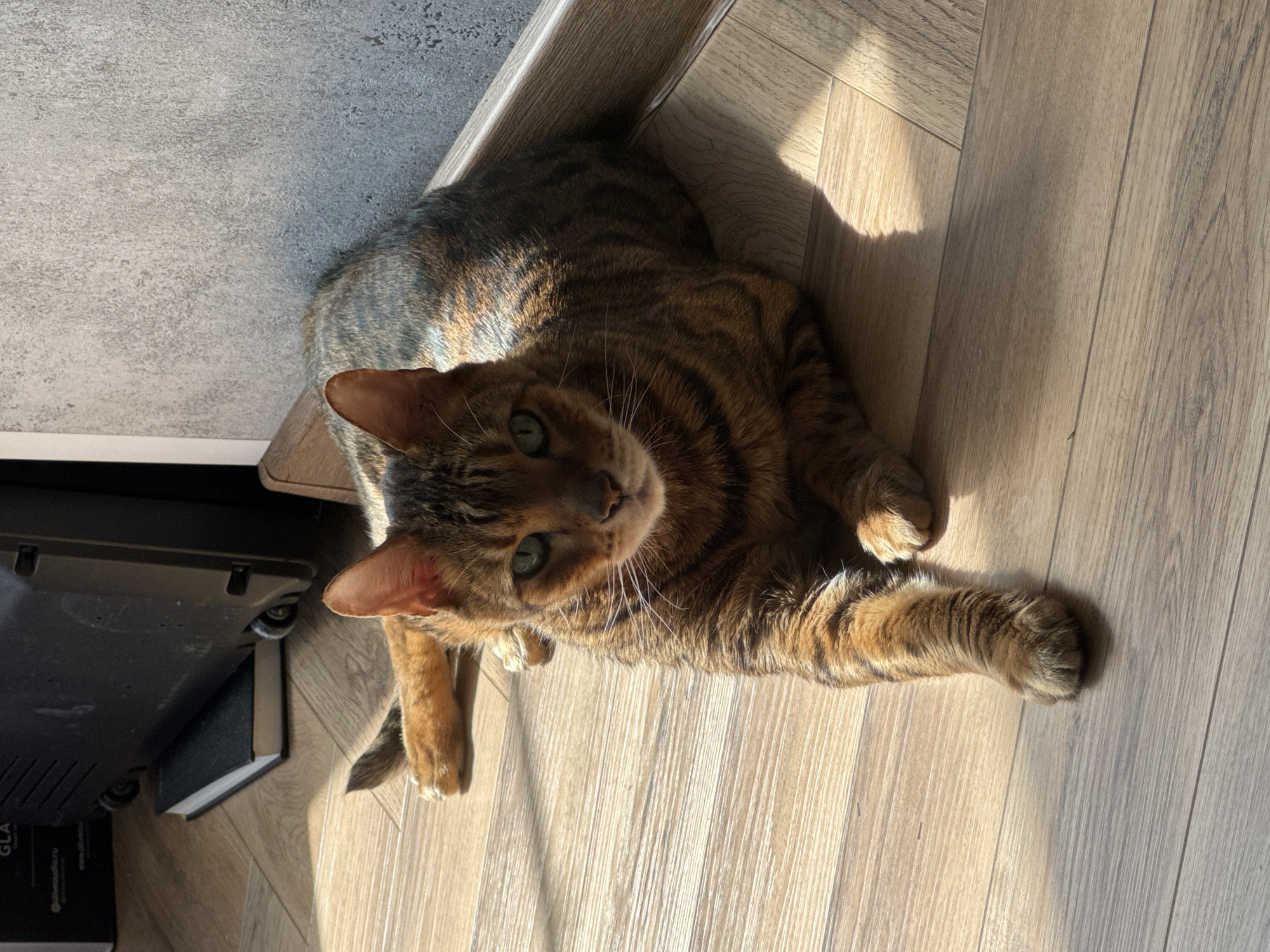 A brown tabby cat is lying on a light-colored wooden floor. The cat is positioned in the corner of a room, with its head and torso angled upward towards the viewer. A section of the floor is illuminated by direct sunlight. A gray section of wall or countertop is visible to the left, as well as the corner of a black object with wheels. The location is Unknown, Unknown.