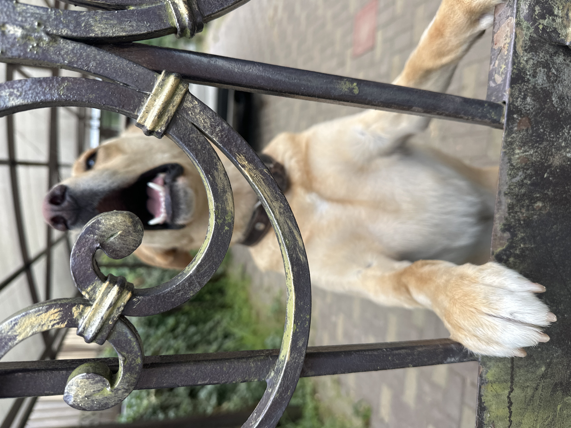 A light-colored dog is visible behind a dark metal gate. The dog's head is tilted back, and its mouth is open, appearing to bark or howl. One of its front paws is resting on the top bar of the gate. The gate has decorative scrollwork with a golden finish, and there is some green moss or patina on the metal. The background is blurred, showing greenery and a paved area. The scene suggests an outdoor setting, possibly a yard or entryway, within a city like Sochi, Russia.
