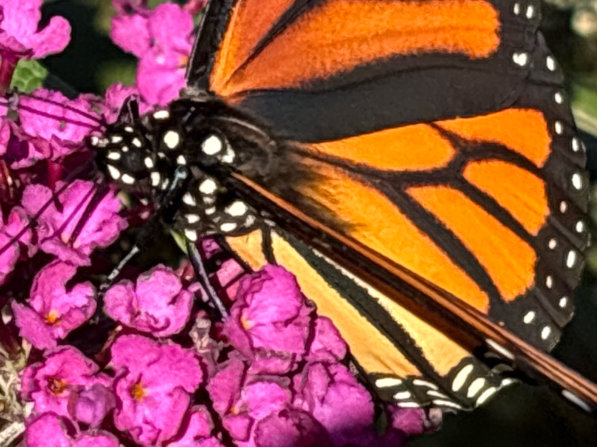 A close-up, high-angle shot shows a monarch butterfly resting on a cluster of bright pink flowers. The butterfly's wings are predominantly orange with black veins and white spots along the edges. Its body is black with white markings. The flowers appear to be small and clustered together, with some petals slightly wilted. The background is dark and out of focus, suggesting a natural setting. The image was taken in Glastonbury, Connecticut, USA.