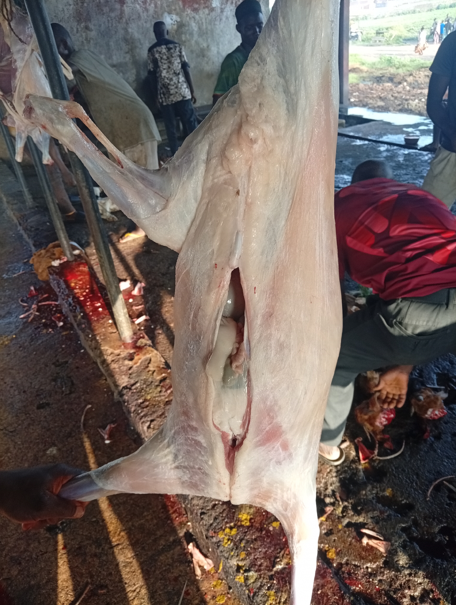 The image depicts a scene at a slaughterhouse in Jalingo, Nigeria. The primary subject is a freshly butchered animal, likely a goat or sheep, suspended by its hind legs from a metal pole. Its skin is pale and glistening, with visible internal organs exposed in a cavity. The surrounding ground is wet and stained with blood, with scattered pieces of meat and offal.
Several people are present in the background, though their faces are mostly obscured or out of focus. One person in a red shirt and dark pants is visible in the right foreground, with their feet bare. Another individual in a patterned shirt stands further back. The overall setting appears to be an open-air or semi-enclosed area, possibly a market or a dedicated butchery facility. The lighting suggests it is daytime, with natural light illuminating the scene. The atmosphere seems busy and functional, typical of a place where food processing is taking place. There is no visible text in the image.