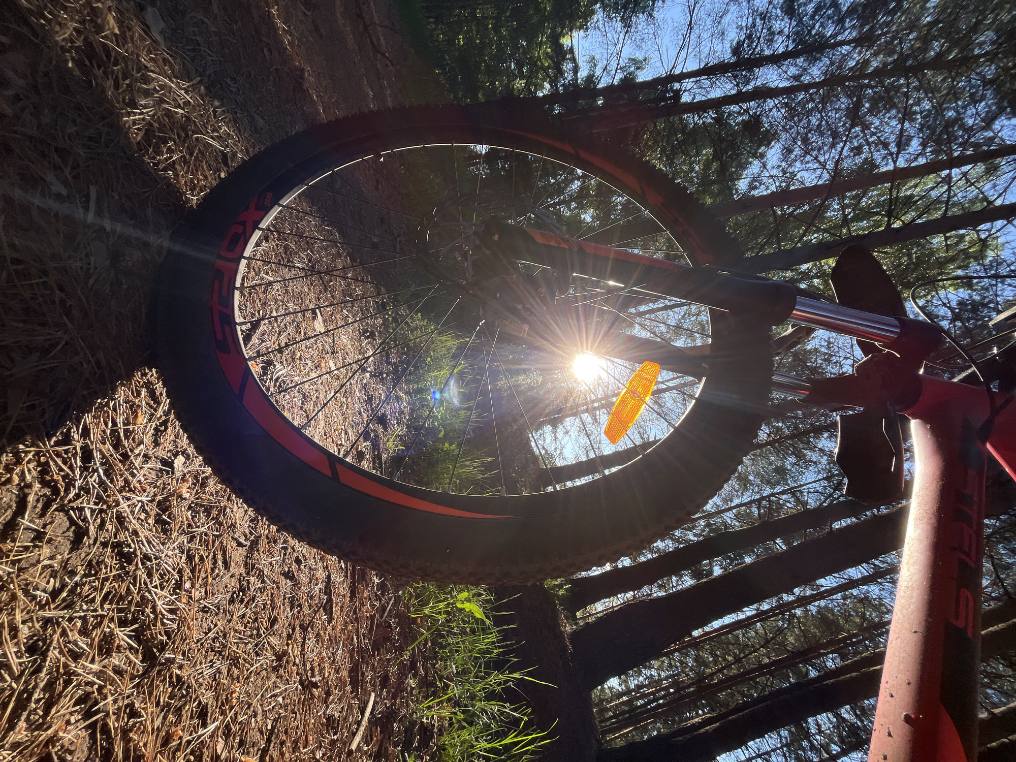 An extreme low-angle shot focuses on the front wheel of a red bicycle positioned on a forest floor covered with pine needles and dry grass. The sun is low in the sky, creating a strong sunburst effect through the spokes of the wheel and the surrounding pine trees. The bicycle frame, with the brand "STELS" visible, is in the upper right portion of the image. The background consists of a dense forest with tall, slender pine trees and a clear blue sky. The sunlight illuminates the scene, casting long shadows and highlighting the texture of the forest floor. The location is a forest path in or near the city of Chaikovsky, Russia.