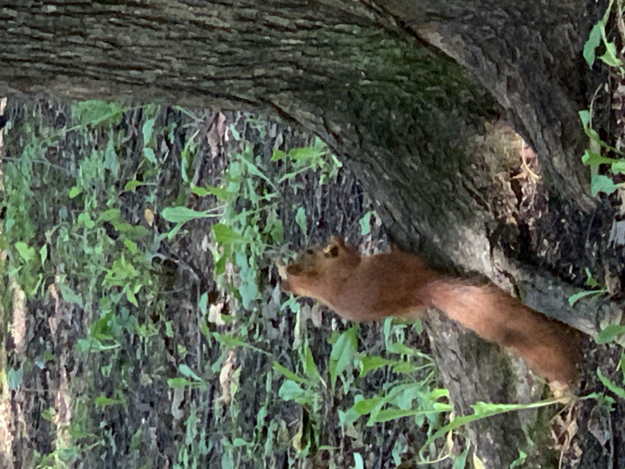 A brown squirrel is perched on a fallen log near the base of a tree. The squirrel is facing away from the camera, nibbling on something in its paws. The ground is covered with dry leaves, twigs, and patches of green vegetation. The background shows more greenery and the dappled shade of a forest or park. The image appears to be taken in an outdoor natural setting, possibly a park or wooded area within the city of Prokopyevsk, Russia, though specific location markers are not present.