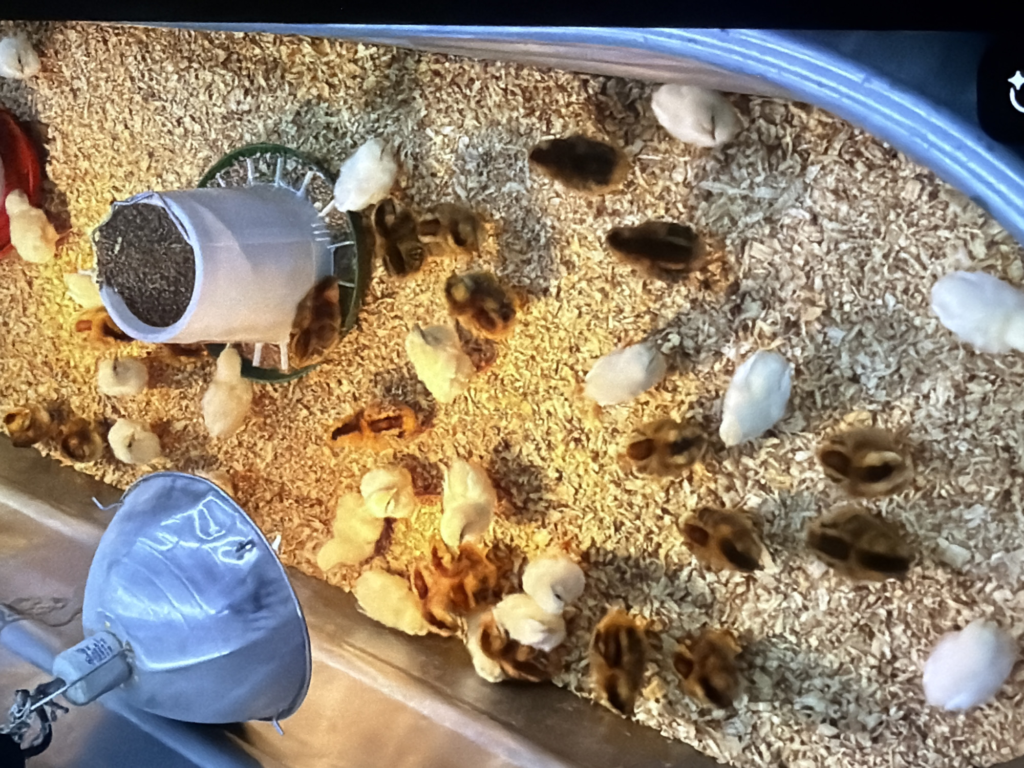 The image shows a brood of young chicks in a metal enclosure filled with wood shavings. A heat lamp is suspended above the enclosure, providing warmth. A white chick feeder, also filled with feed, is placed in the center of the enclosure. The chicks are a mix of yellow and brown colors, and some are clustered together while others are scattered. The scene appears to be an indoor setting, possibly a farm or a backyard enclosure. There is no information available to determine the location in the city of Bukuru, Nigeria.