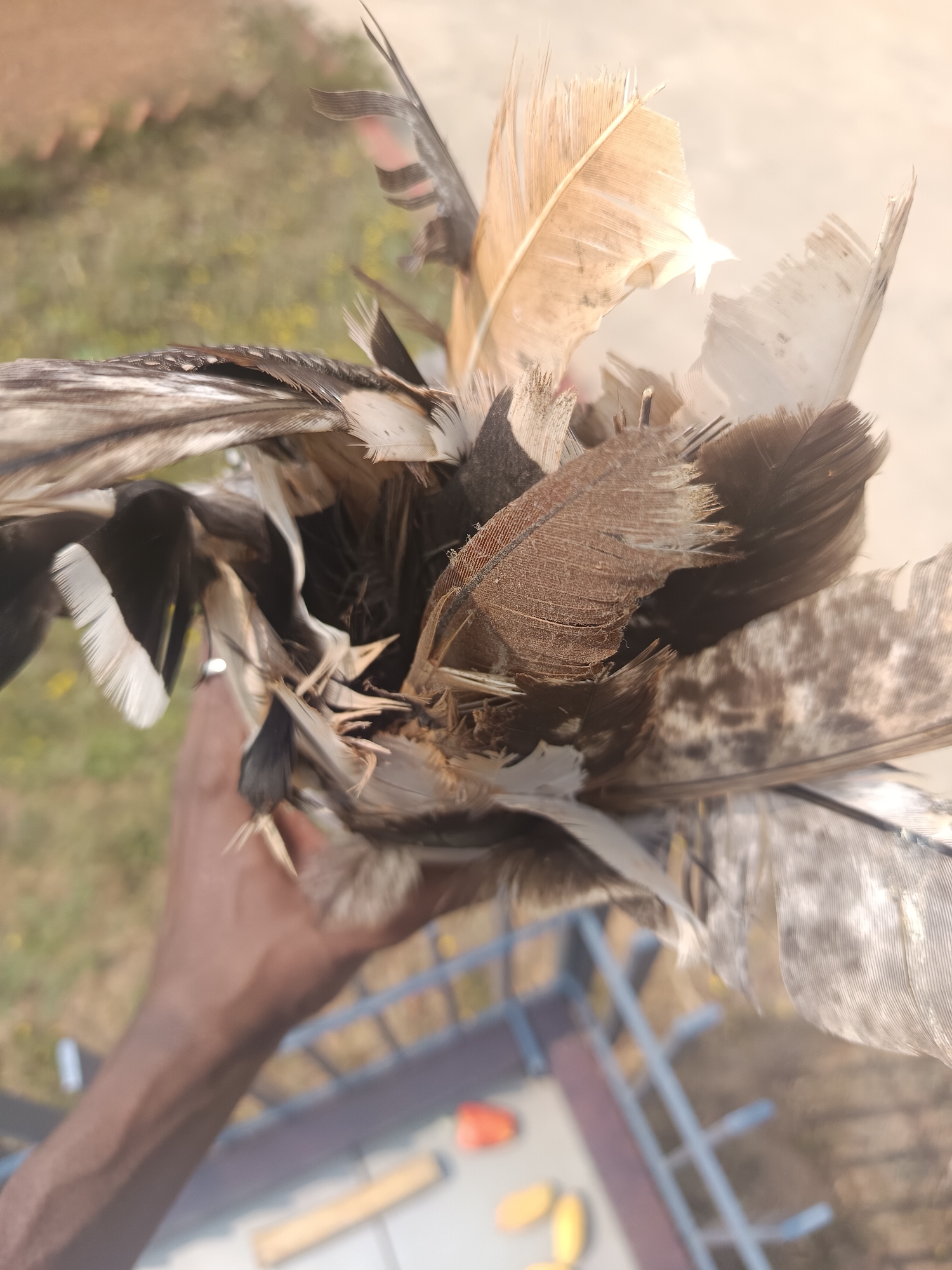 A person's dark-skinned hand is prominently featured in the foreground, holding a large, diverse collection of bird feathers. The feathers, varying in size and shape, display a spectrum of natural colors including light brown, dark brown, black, white, and mottled grey patterns. Many feathers appear slightly ruffled or frayed at the edges, suggesting natural wear.
The hand holds the feathers upright, angled slightly upwards towards a brightly lit, blurred background. The out-of-focus background suggests an outdoor environment, possibly a sunny day, with patches of green and brown indicating distant foliage or ground. In the lower part of the frame, behind the hand, a metal railing or fence, primarily blue-grey with some brown elements, is partially visible. Below the railing, on a surface, some indistinct yellow and orange objects can be vaguely discerned.
The primary activity is the holding or display of these gathered feathers. The bright illumination on the feathers and the general outdoor setting indicate it is daytime. The scene provides a glimpse into a simple, natural moment, possibly related to collecting items from nature, set in Dhundshi, India. There is no visible text in the image.