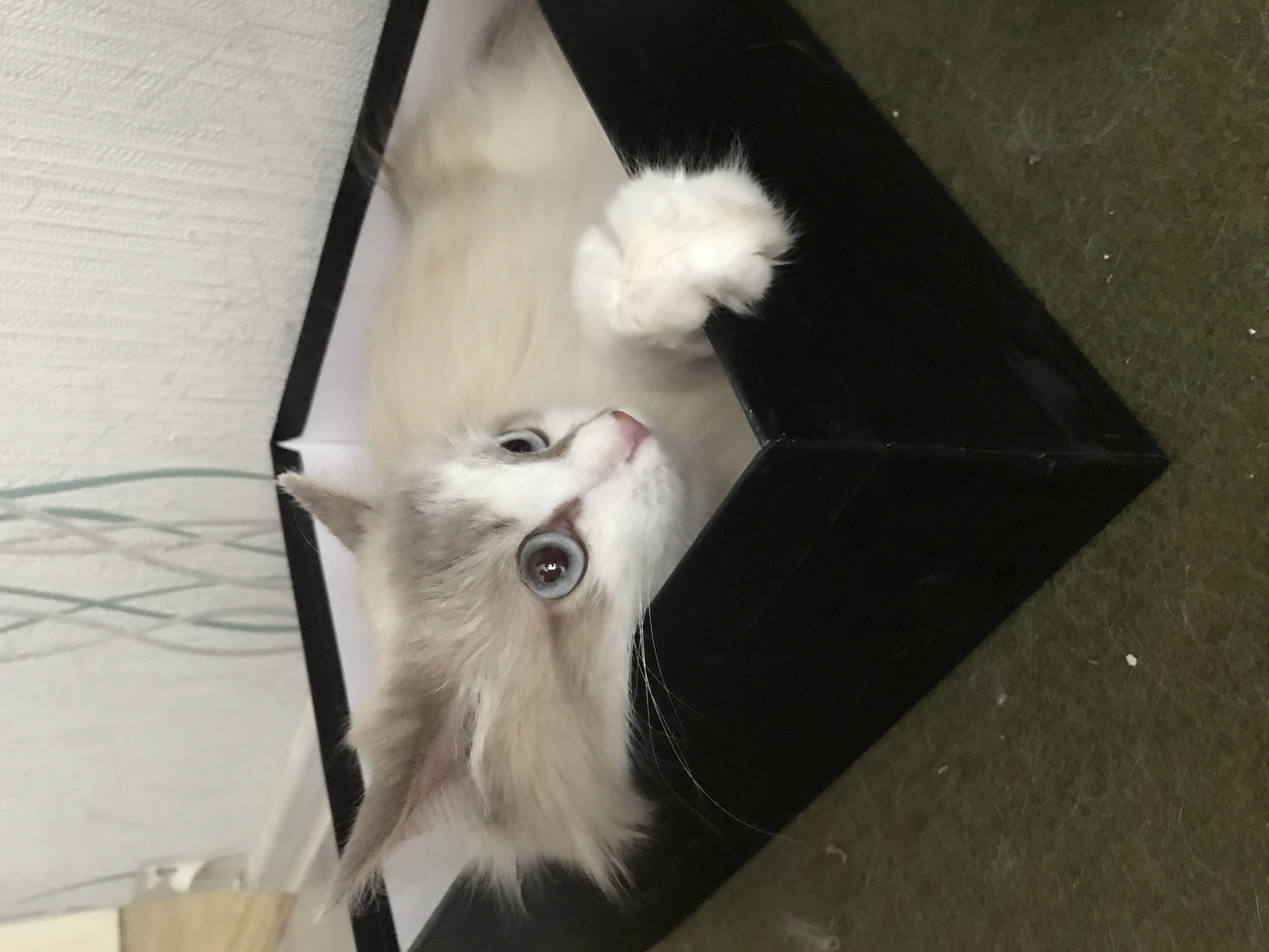 A tan and grey cat is partially inside a black box with white edges. The cat has blue eyes, a pink nose, and long white whiskers. One of the cat's white paws rests on the box's edge. The box is on a green carpeted floor. A white wall is behind the box. The location is unknown.